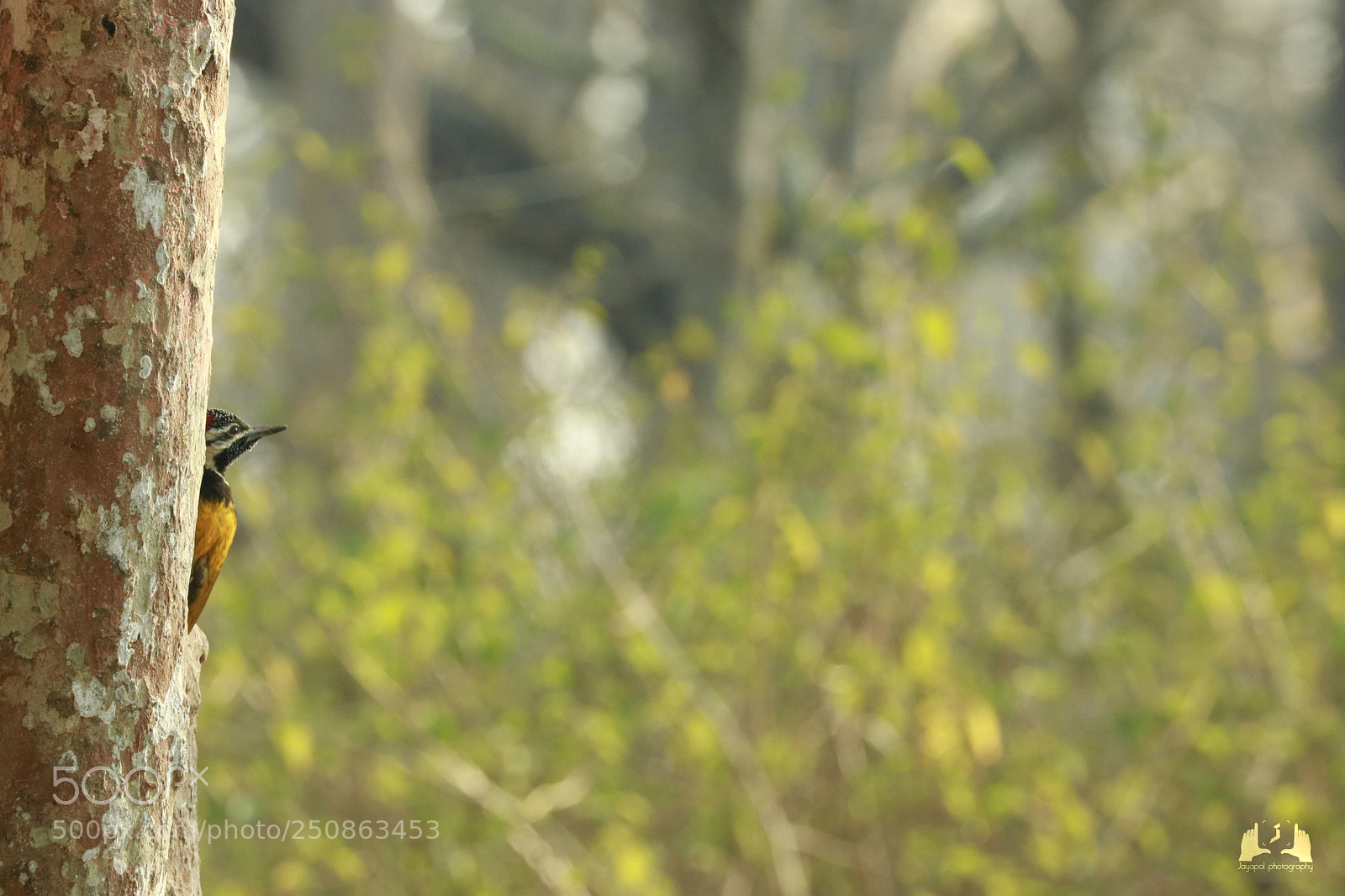 Canon EOS 750D (EOS Rebel T6i / EOS Kiss X8i) sample photo. Woodpecker photography