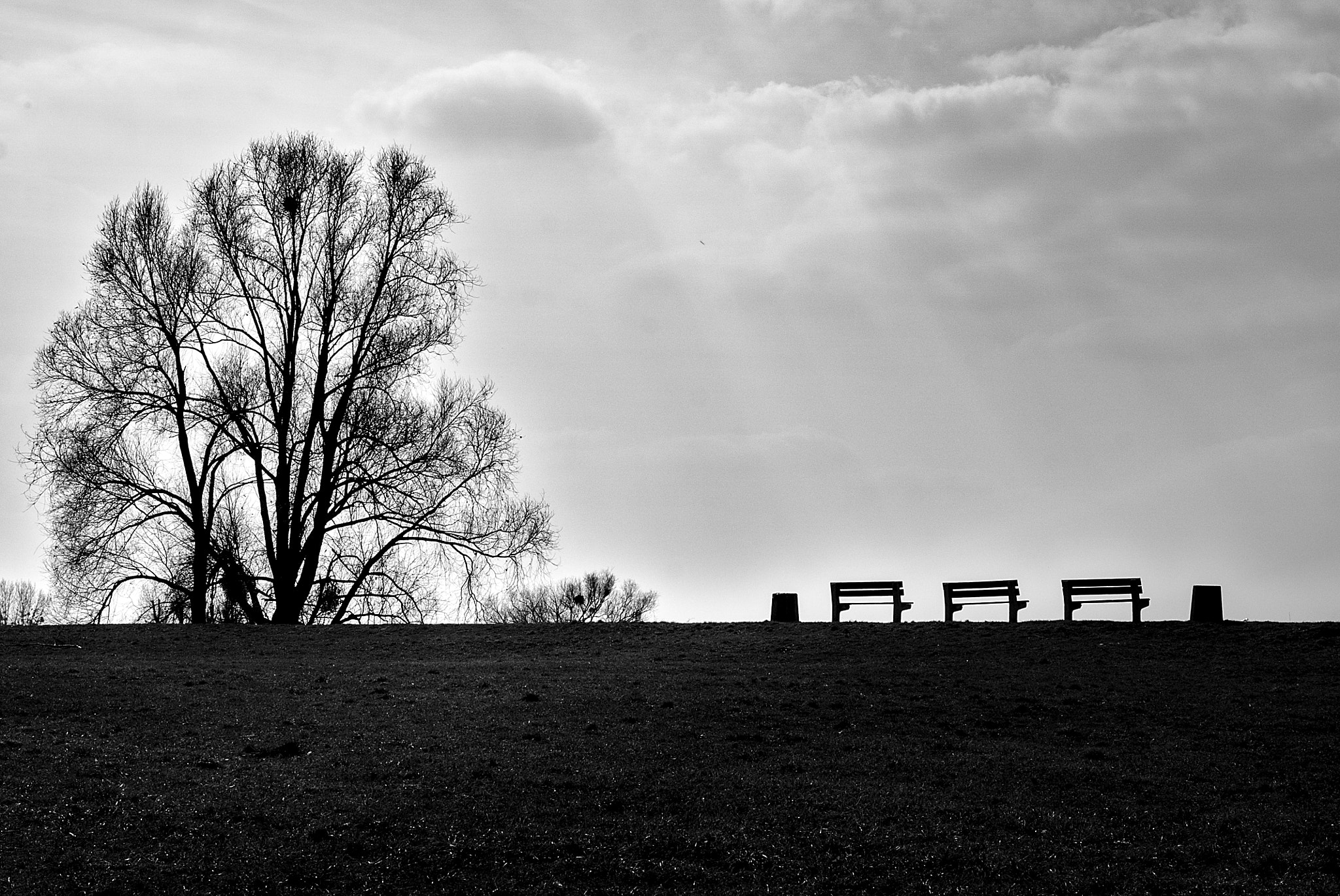 Sony E 35mm F1.8 OSS sample photo. Tree photography