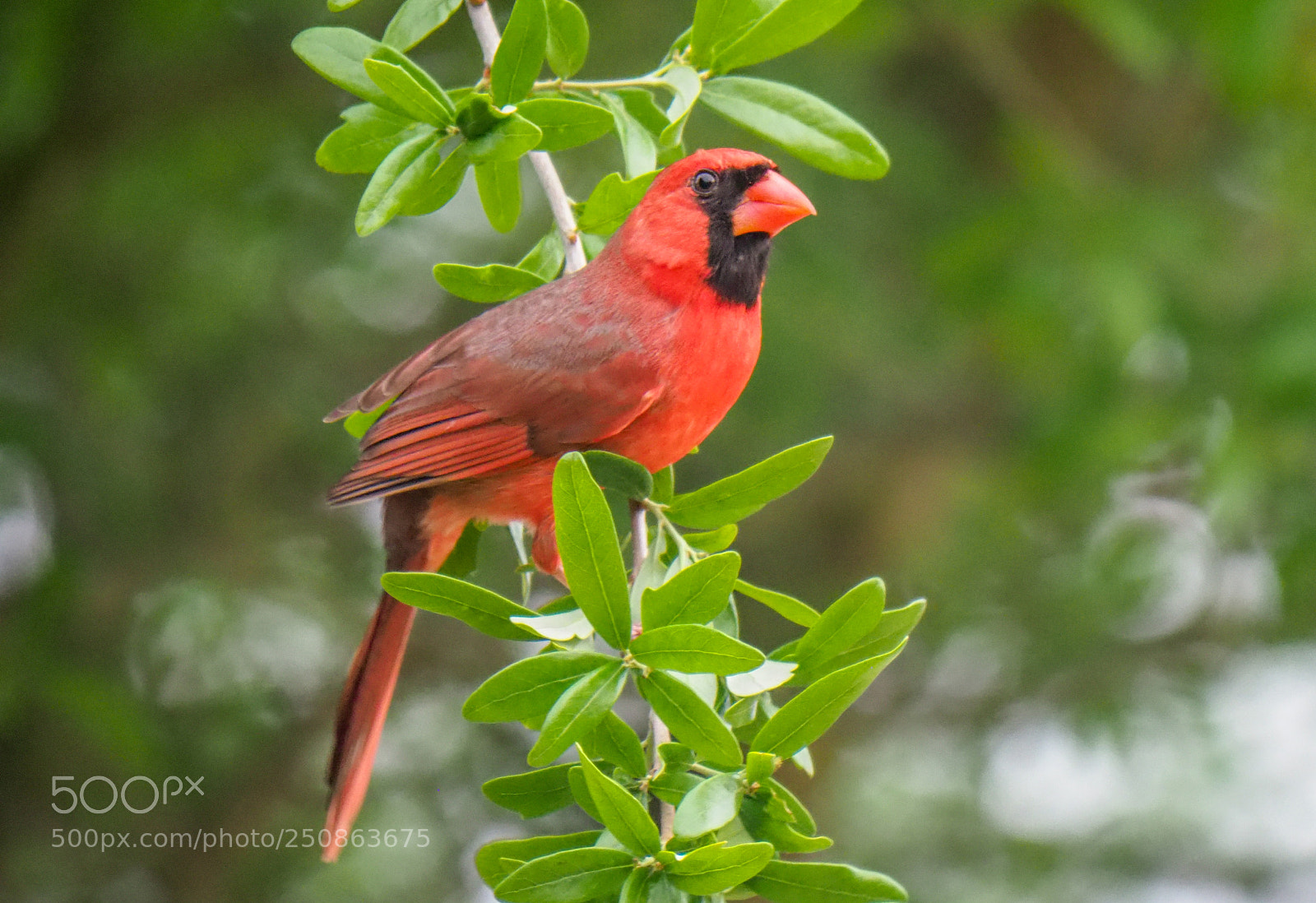 Olympus OM-D E-M1 Mark II sample photo. Cardinal photography