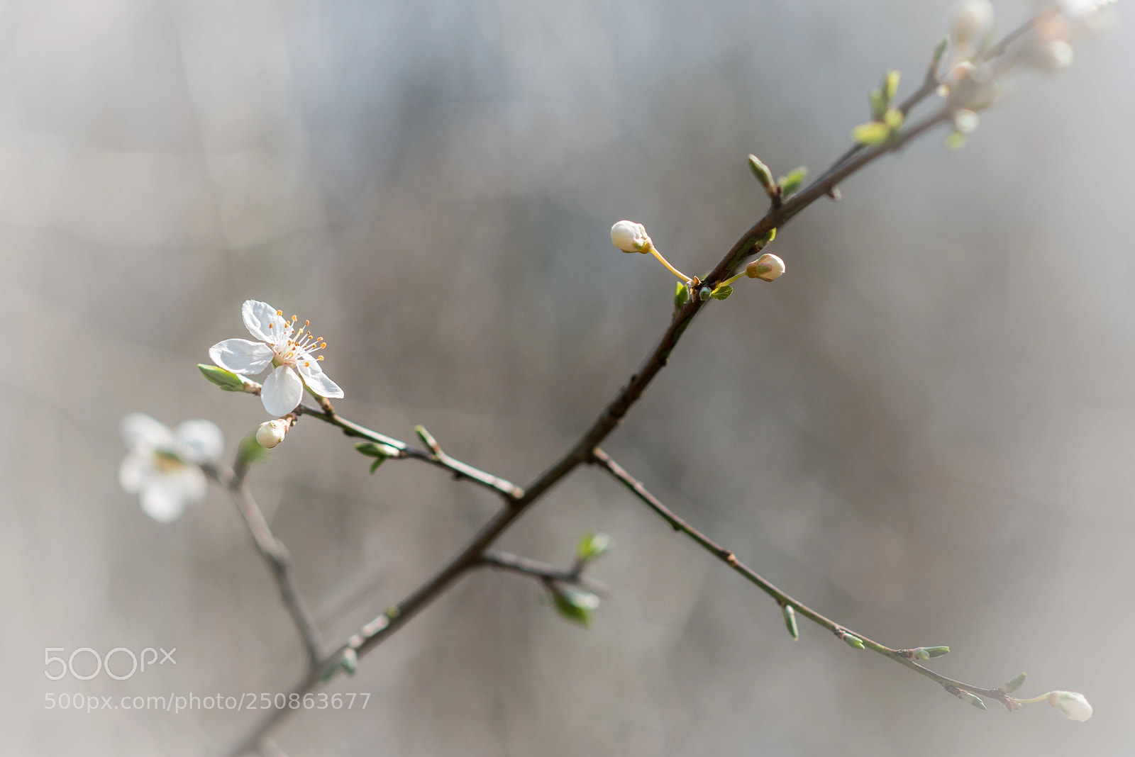 Nikon D800 sample photo. Spring photography