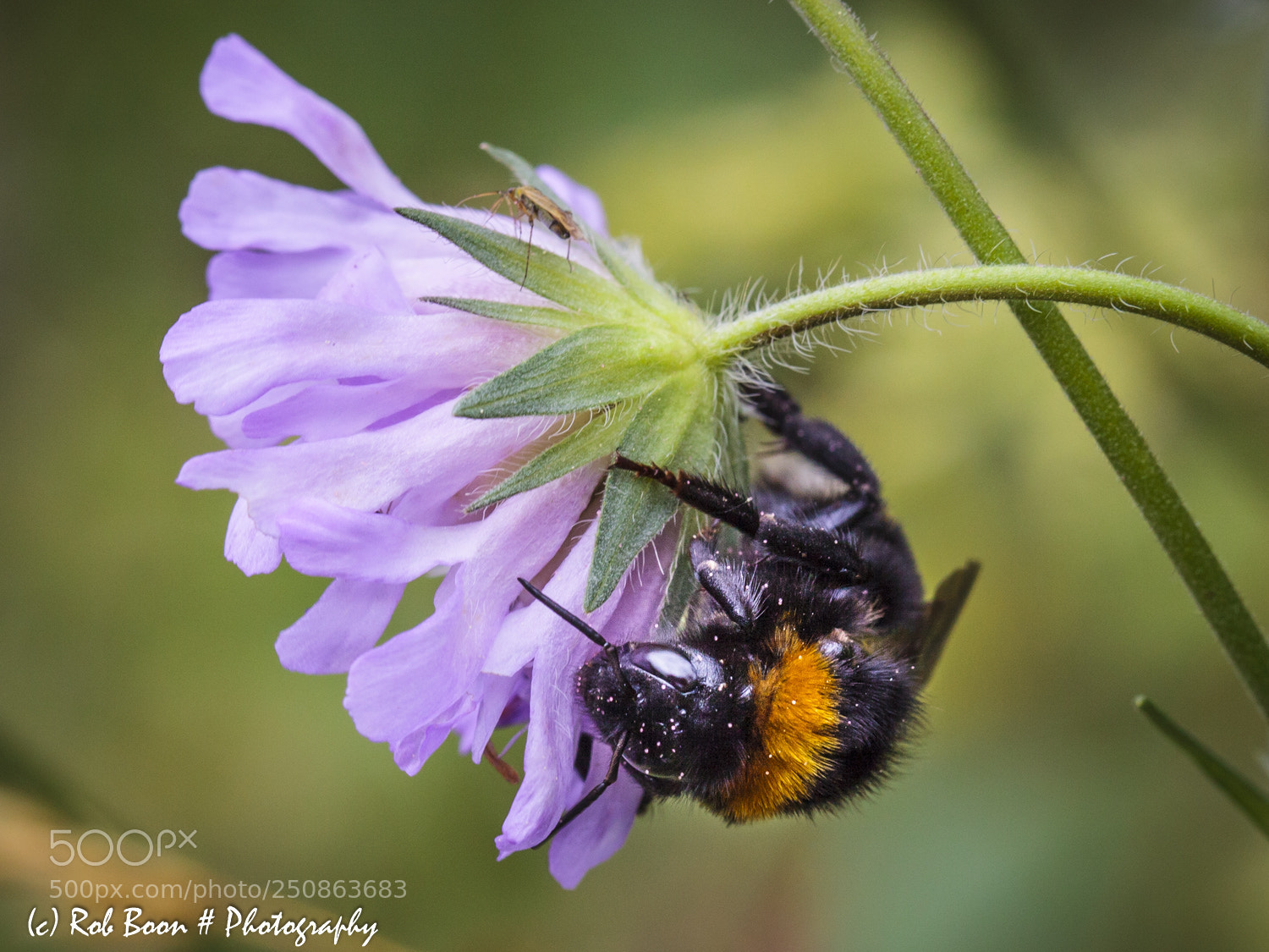 Canon EOS 5D Mark II sample photo. Bee 6 photography