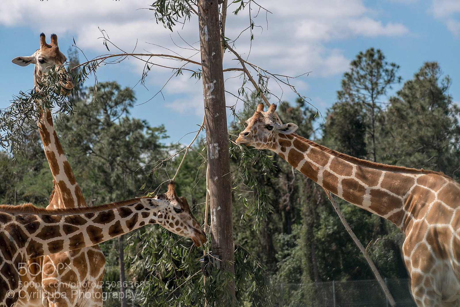 Nikon D5500 sample photo. Giraffe  photography