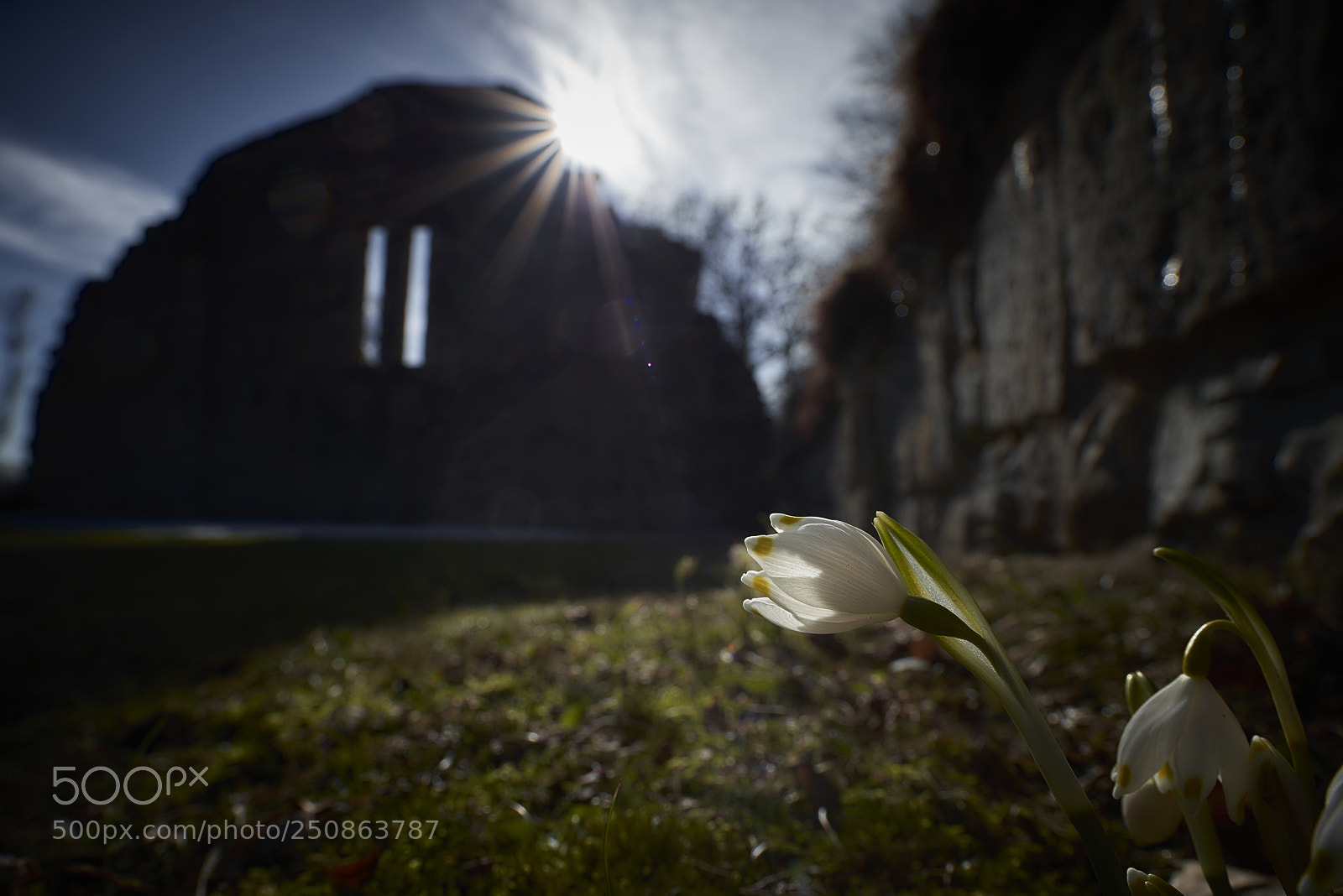 Nikon D800E sample photo. Embrace the sunshine photography