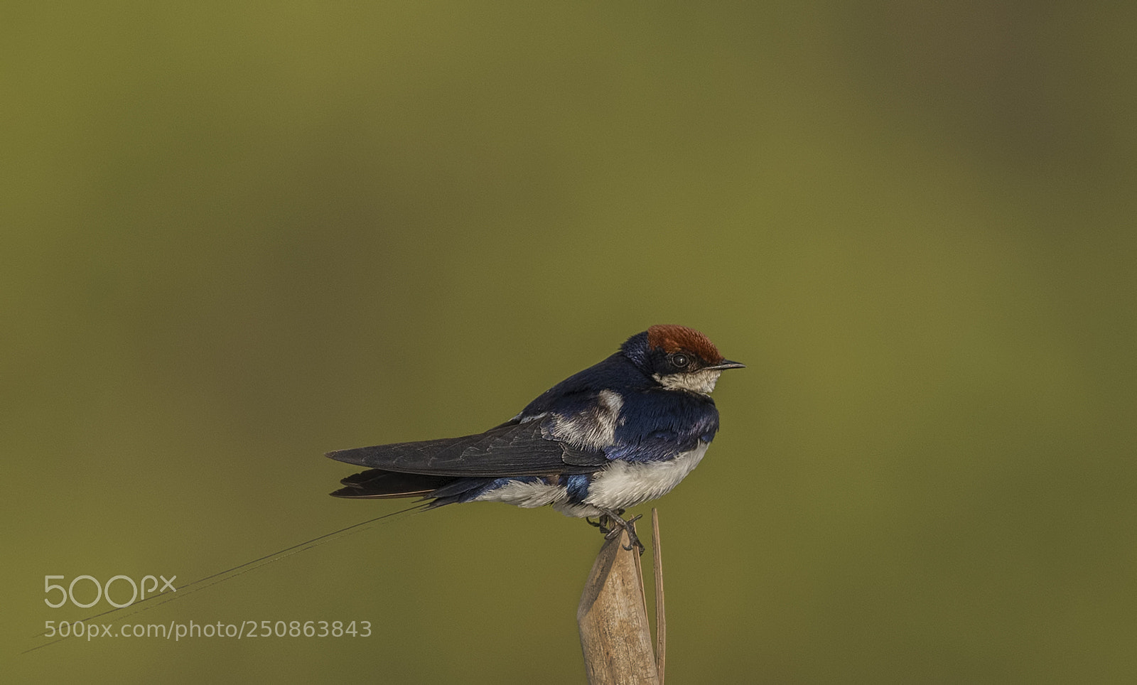 Nikon D500 sample photo. Wire tailed swallow photography