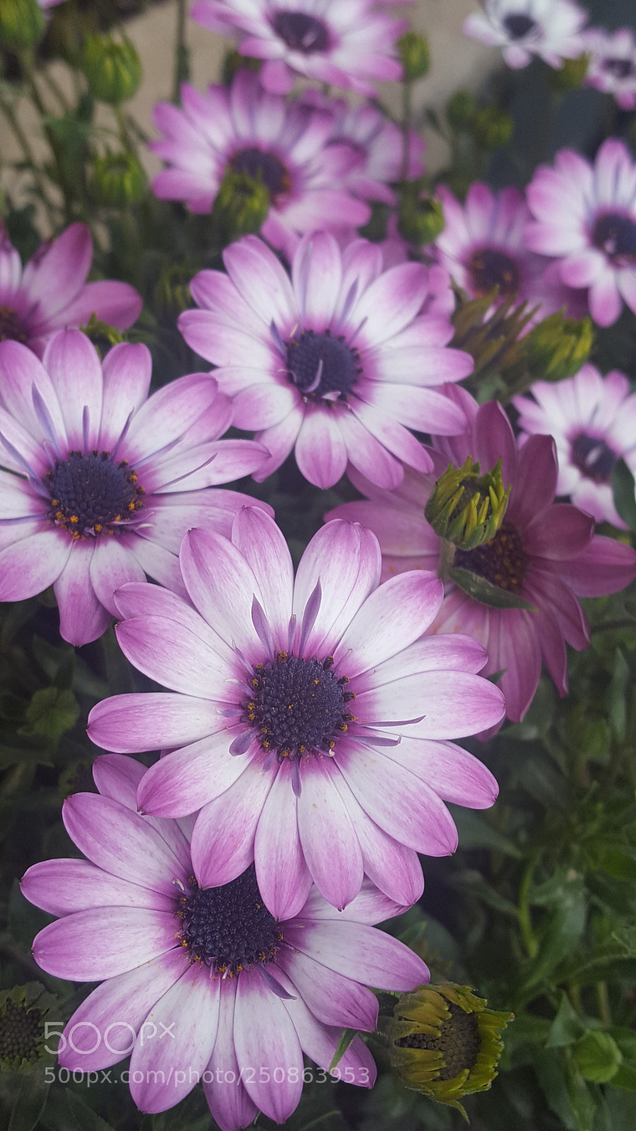 Samsung GALAXY S6 edge sample photo. Untitled photography