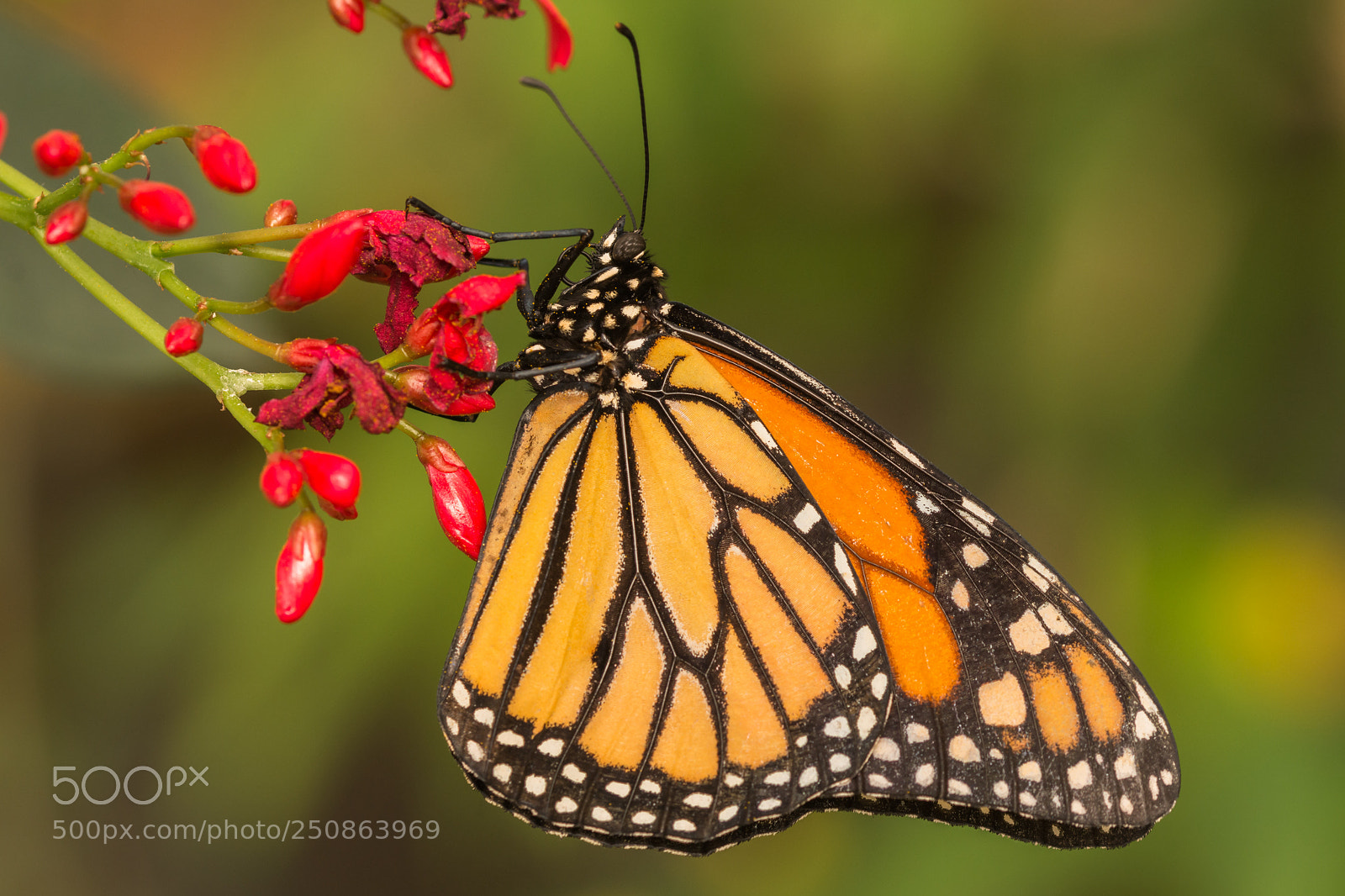 Nikon D7200 sample photo. The monarch photography