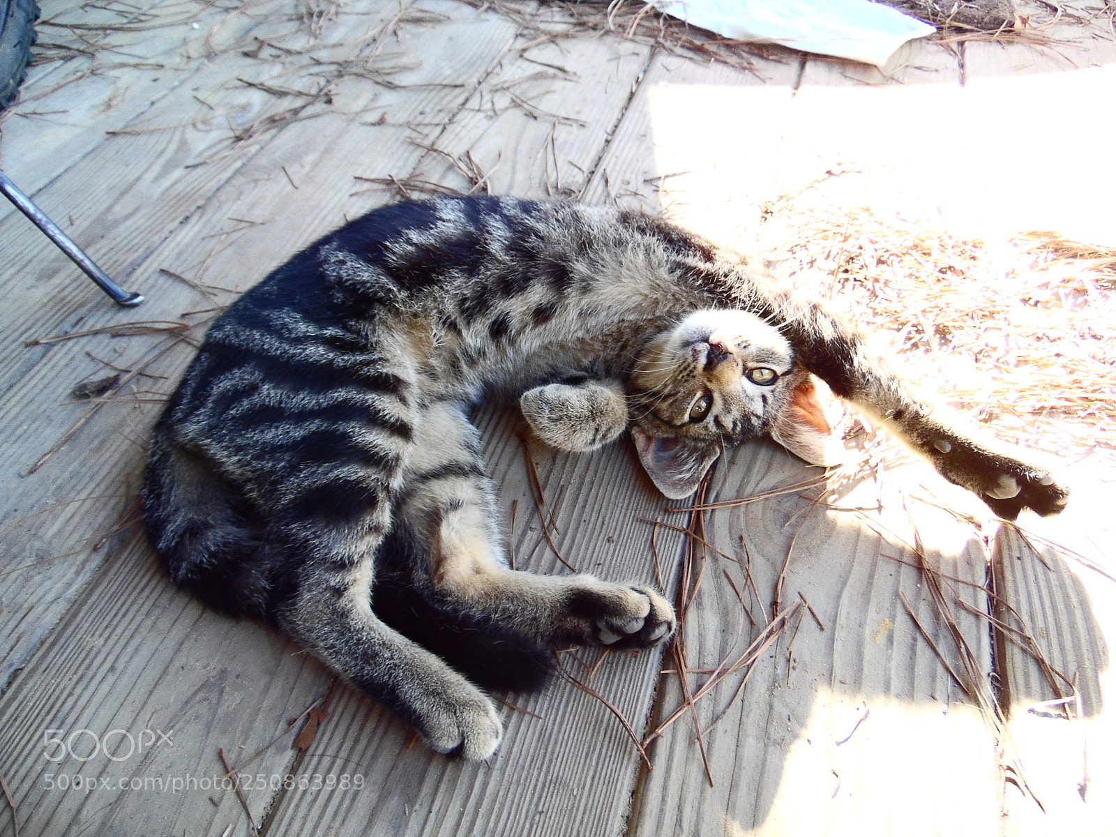 Samsung WB1100F/WB1101F/WB1102F sample photo. Kitten photography