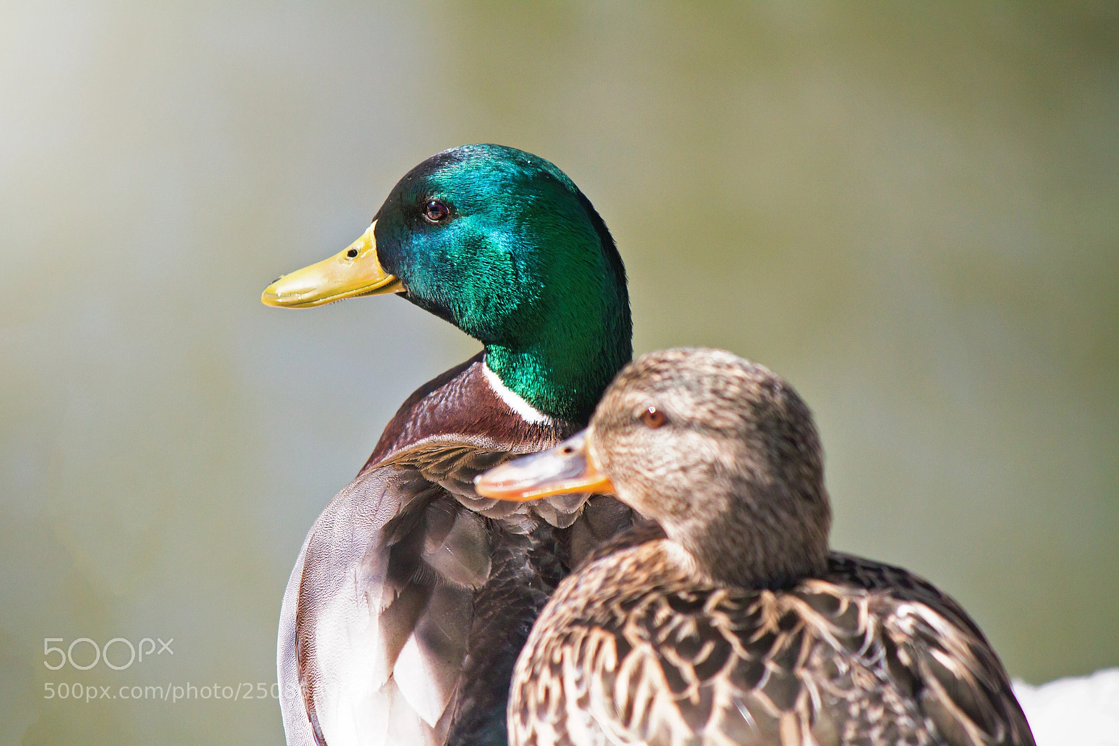Canon EOS 7D sample photo. Mallard couple photography