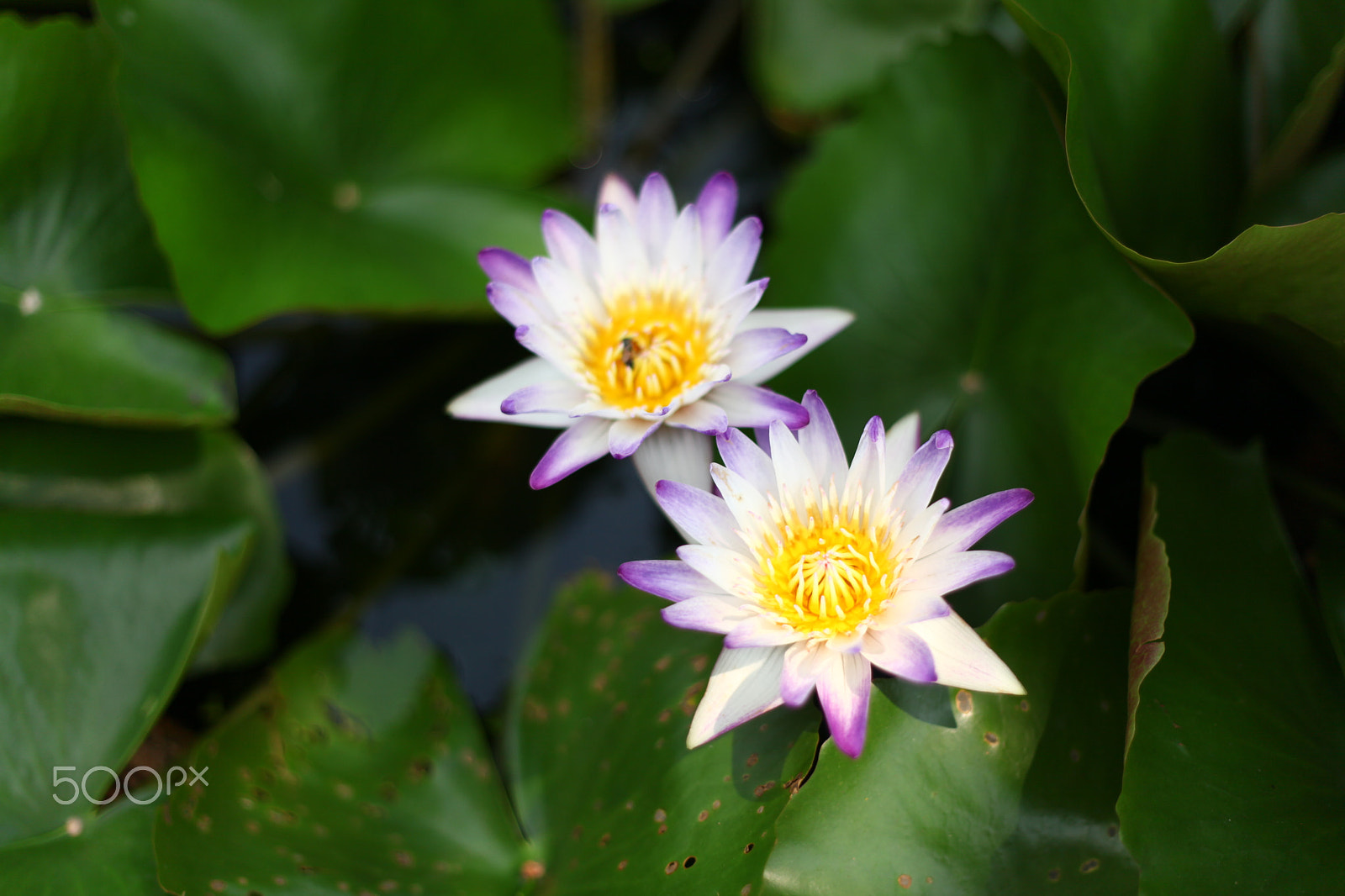 Canon EF 50mm F1.8 II sample photo. Water lily photography