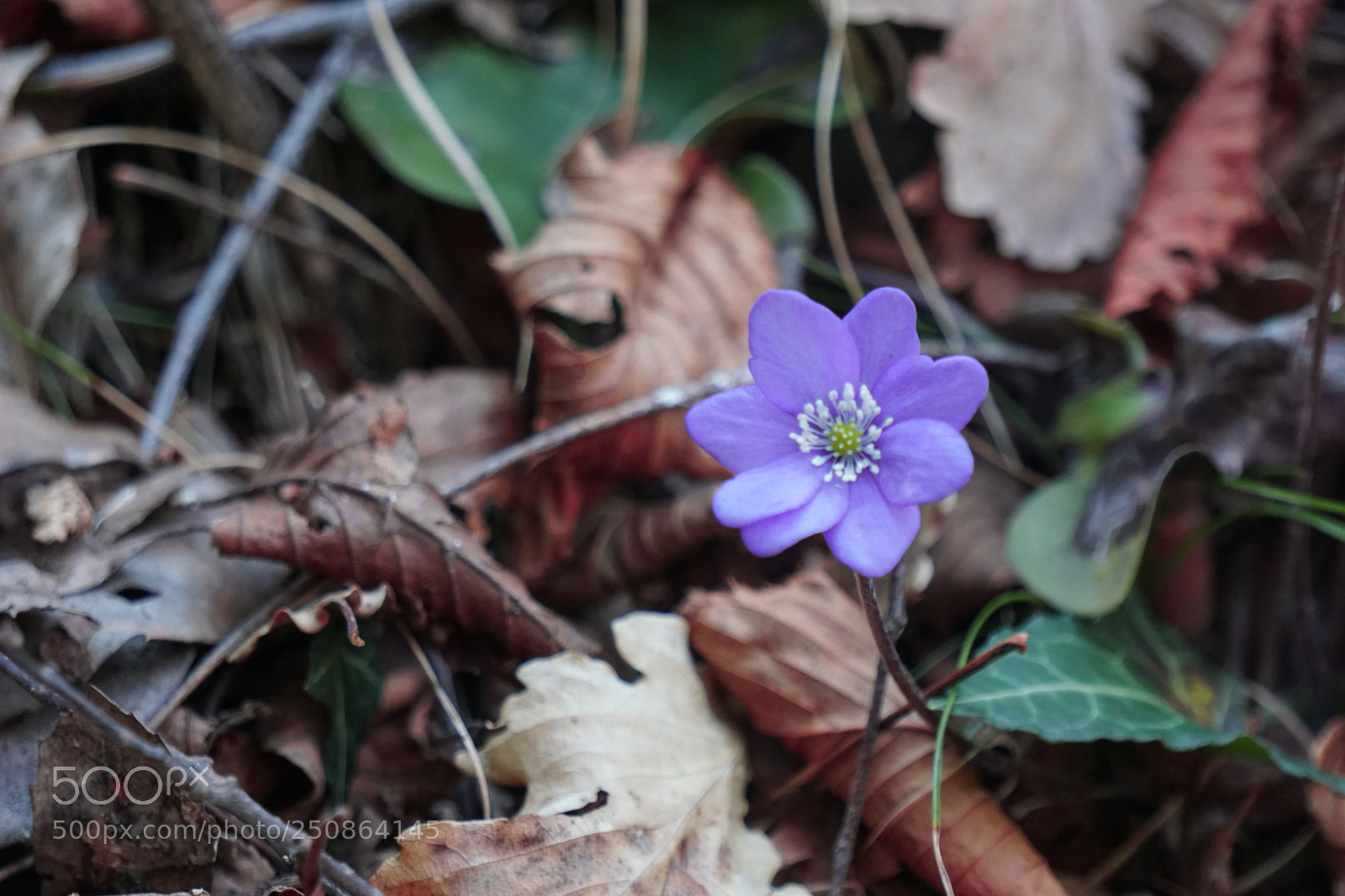 Sony a6000 sample photo. Fiore arco trento photography