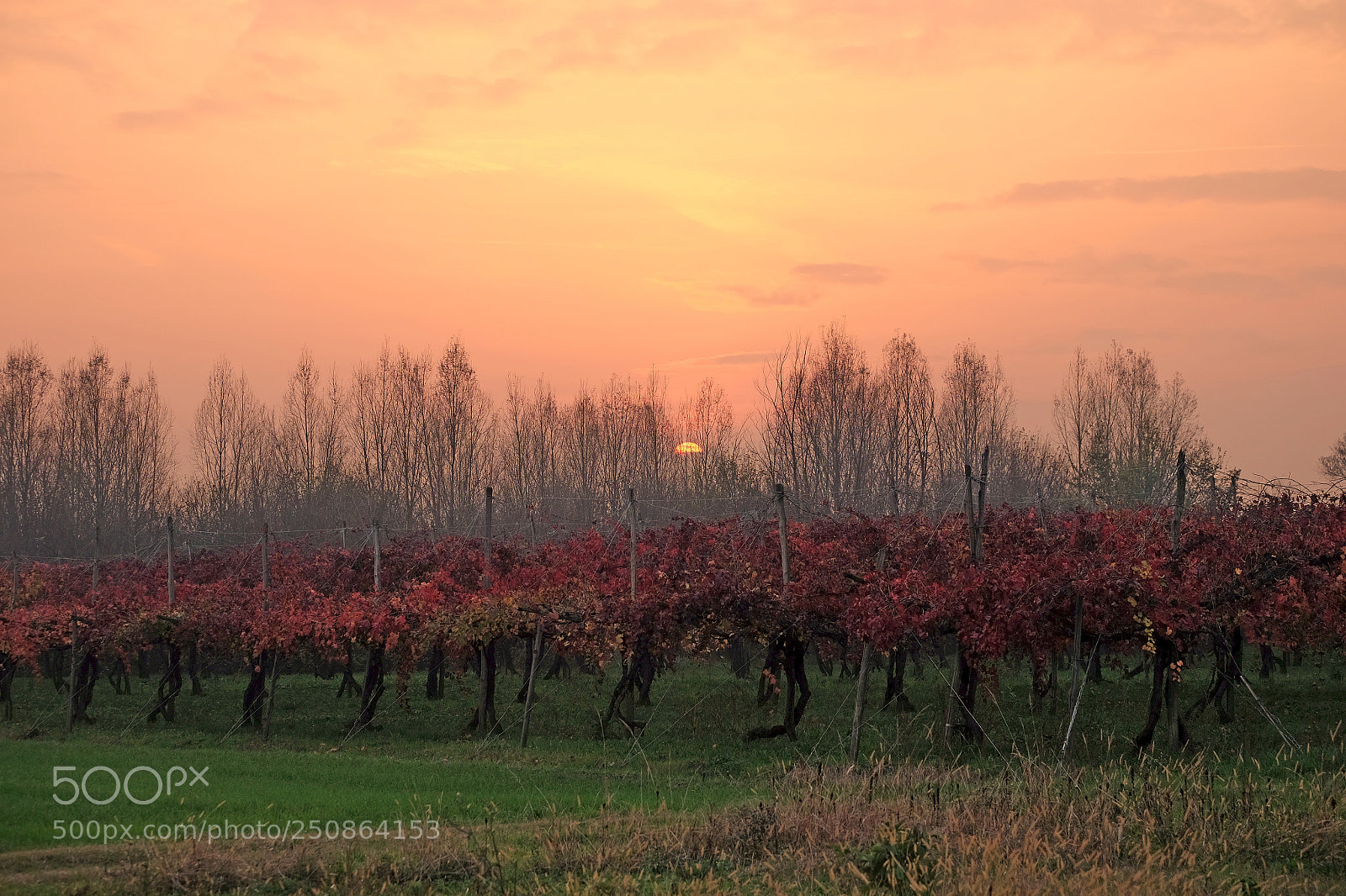 Fujifilm X-T1 sample photo. Behind the vineyard photography