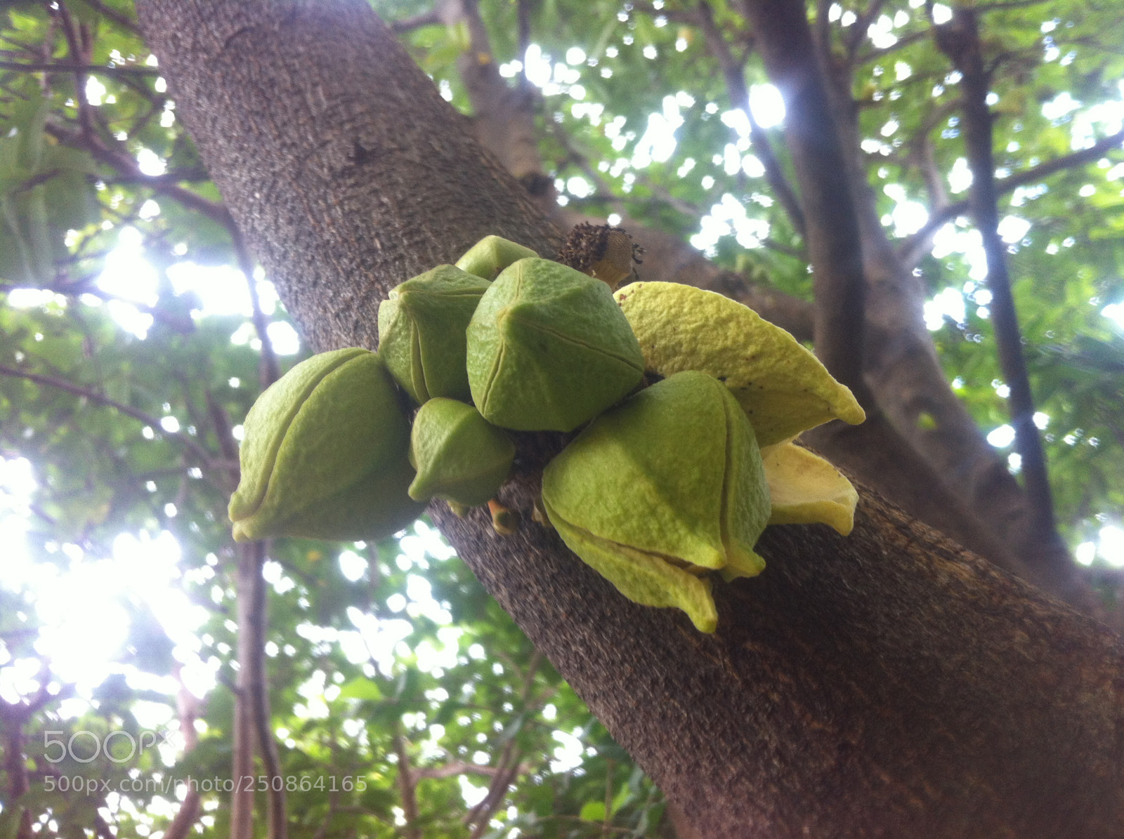 Apple iPhone 4 sample photo. Graviola photography