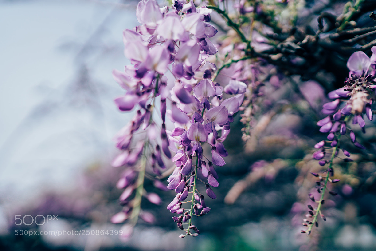 Sony a7R II sample photo. Flower photography