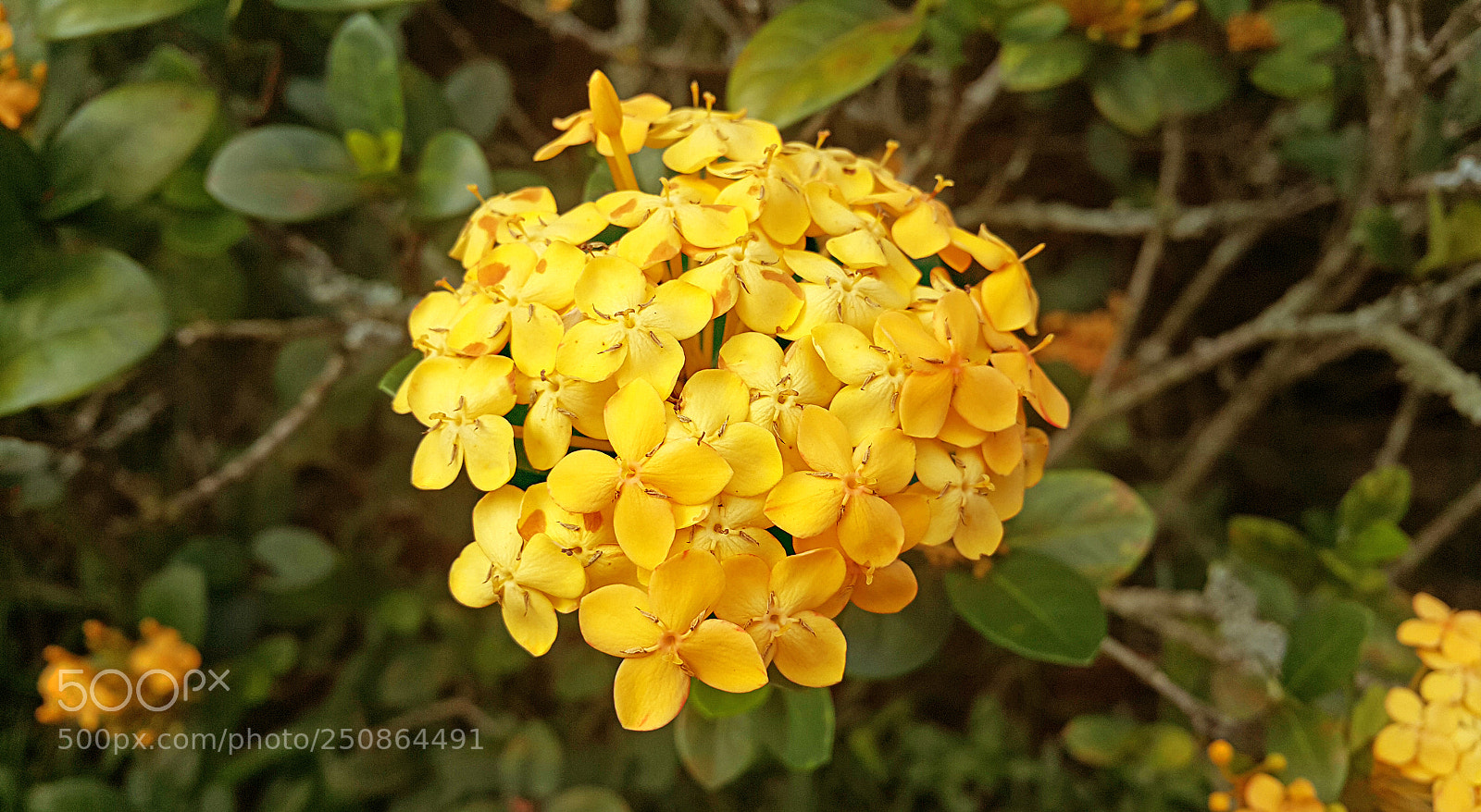 Samsung Galaxy Note4 sample photo. Yellow flower photography