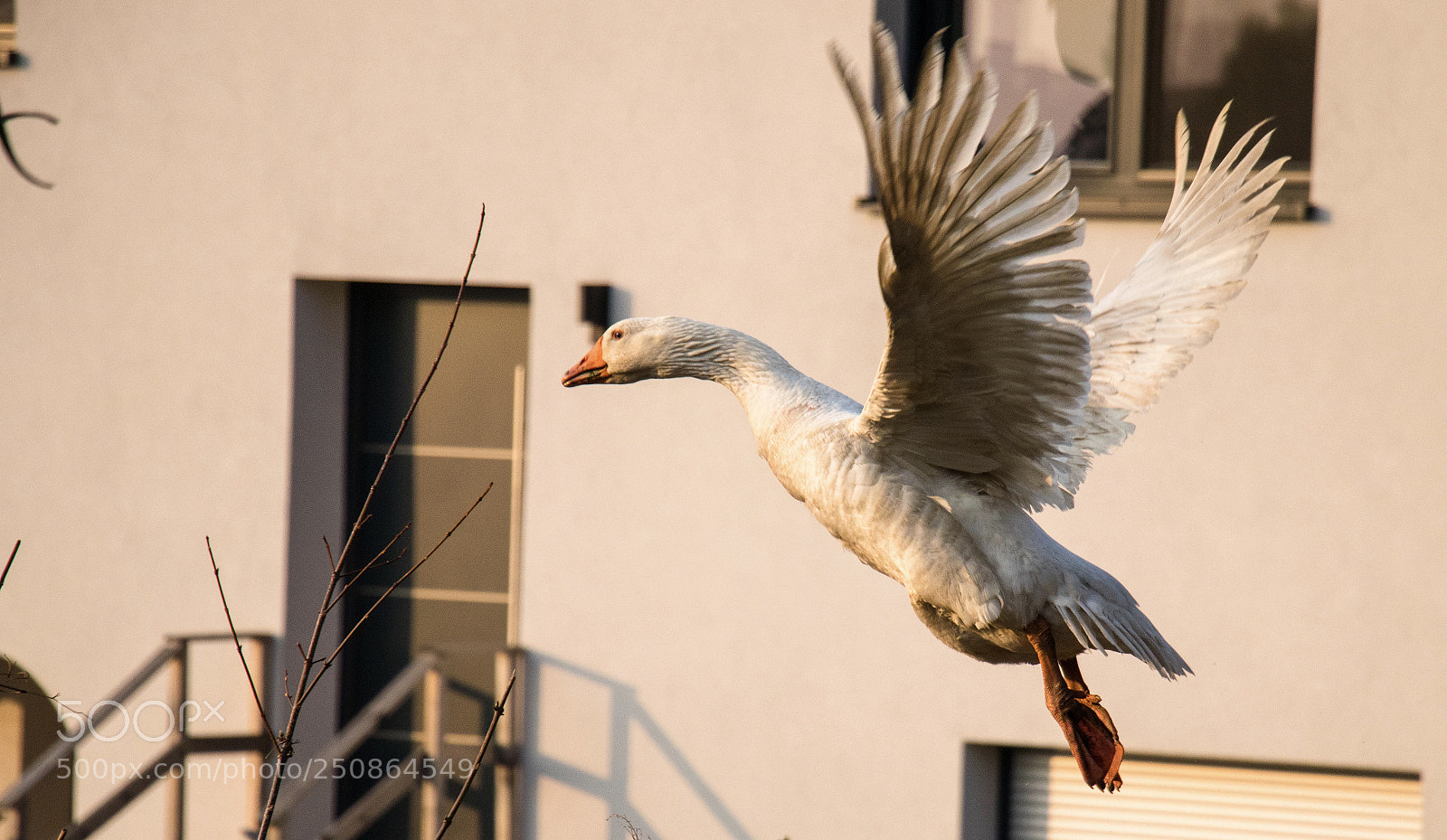 Canon EOS 80D sample photo. Goose photography