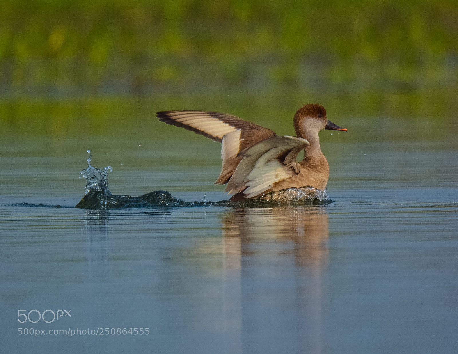 Nikon D7100 sample photo. Red crested pochard photography