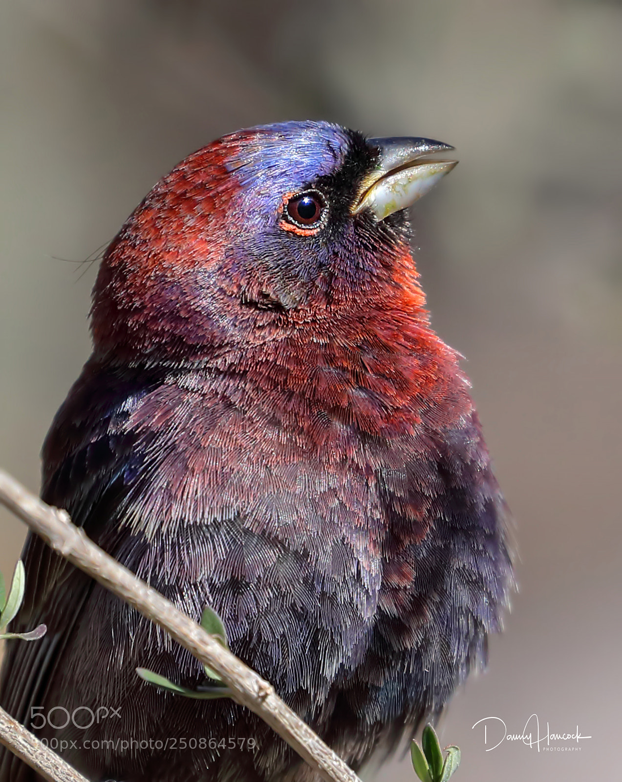 Canon EOS-1D X Mark II sample photo. Varied bunting (male) photography