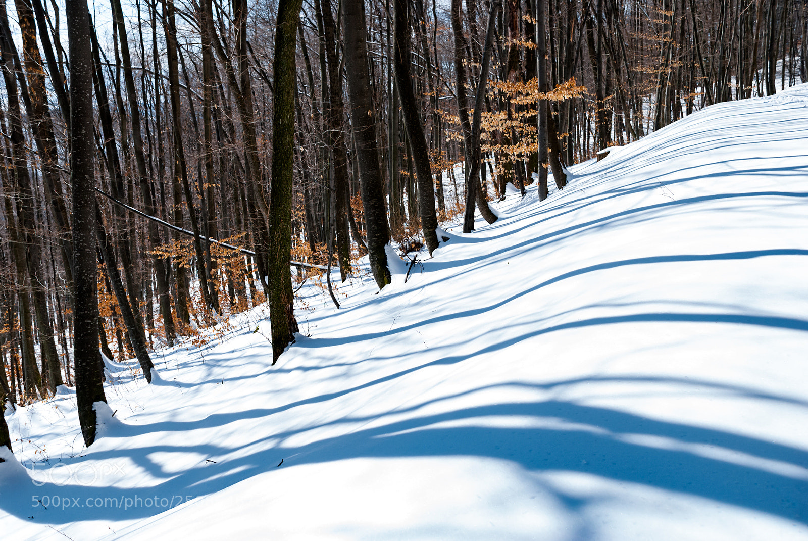 Nikon D80 sample photo. Walk through the shadows photography