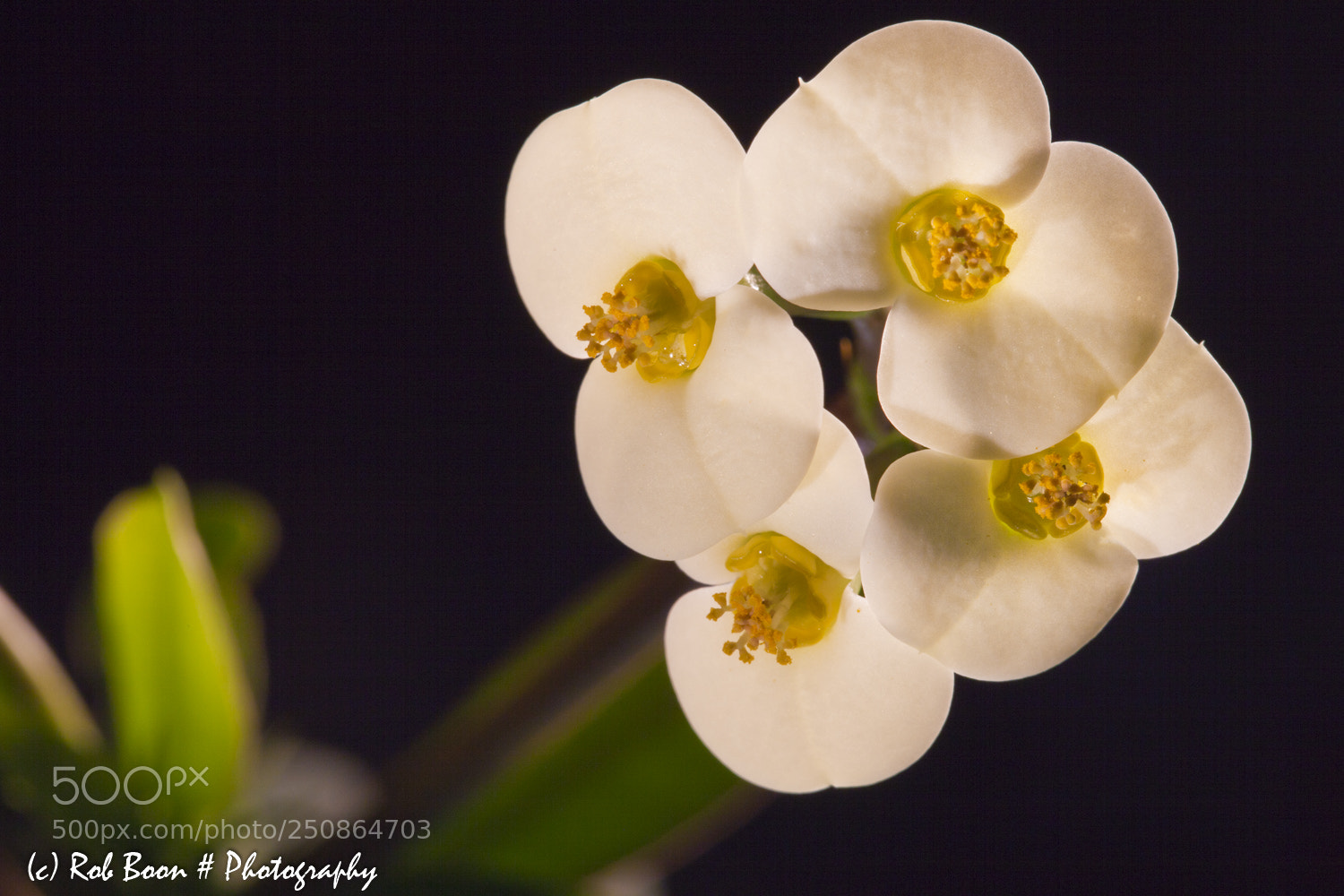 Canon EOS 5D Mark II sample photo. Christus doorn photography