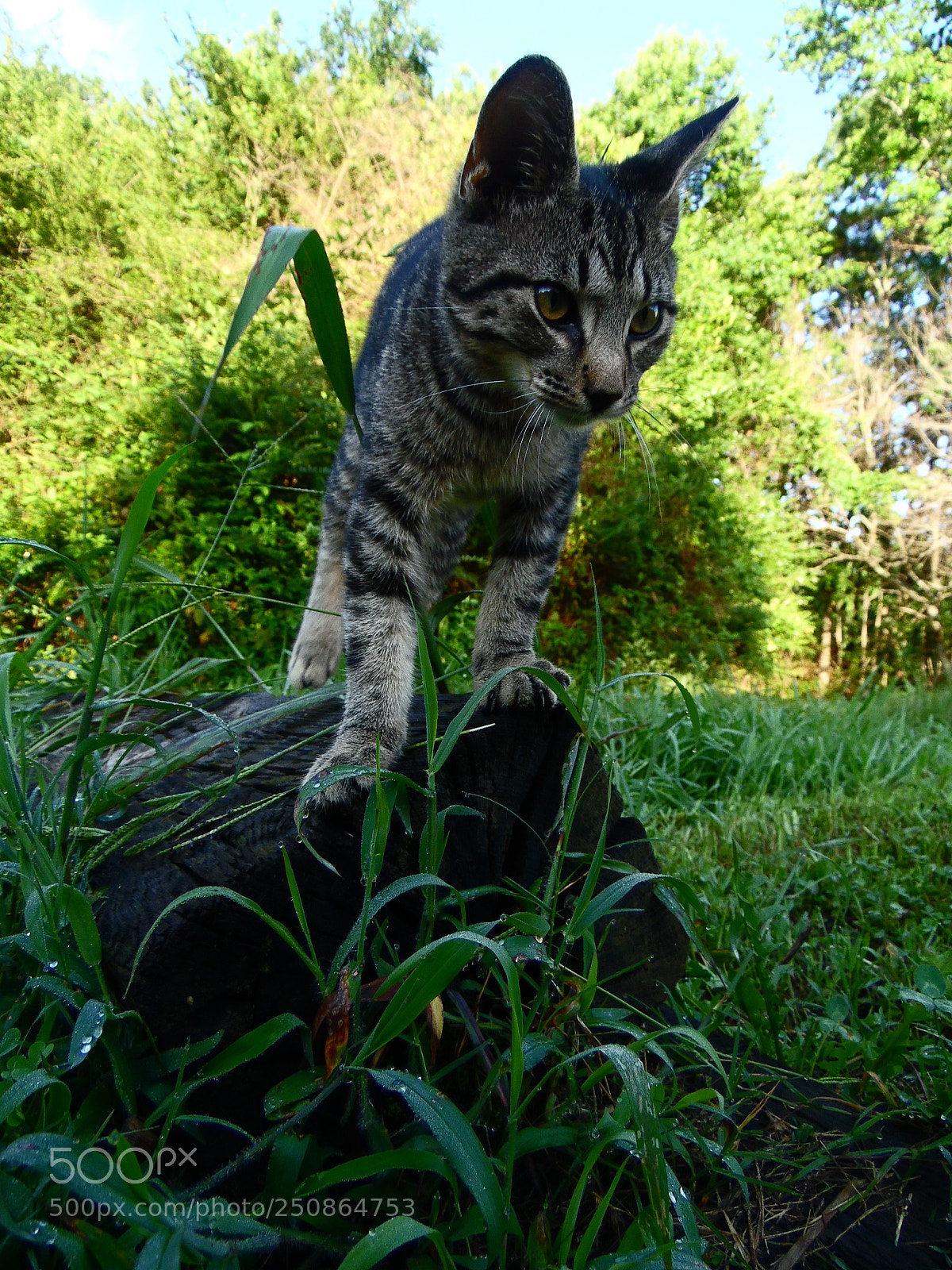 Samsung WB1100F/WB1101F/WB1102F sample photo. Cat photography