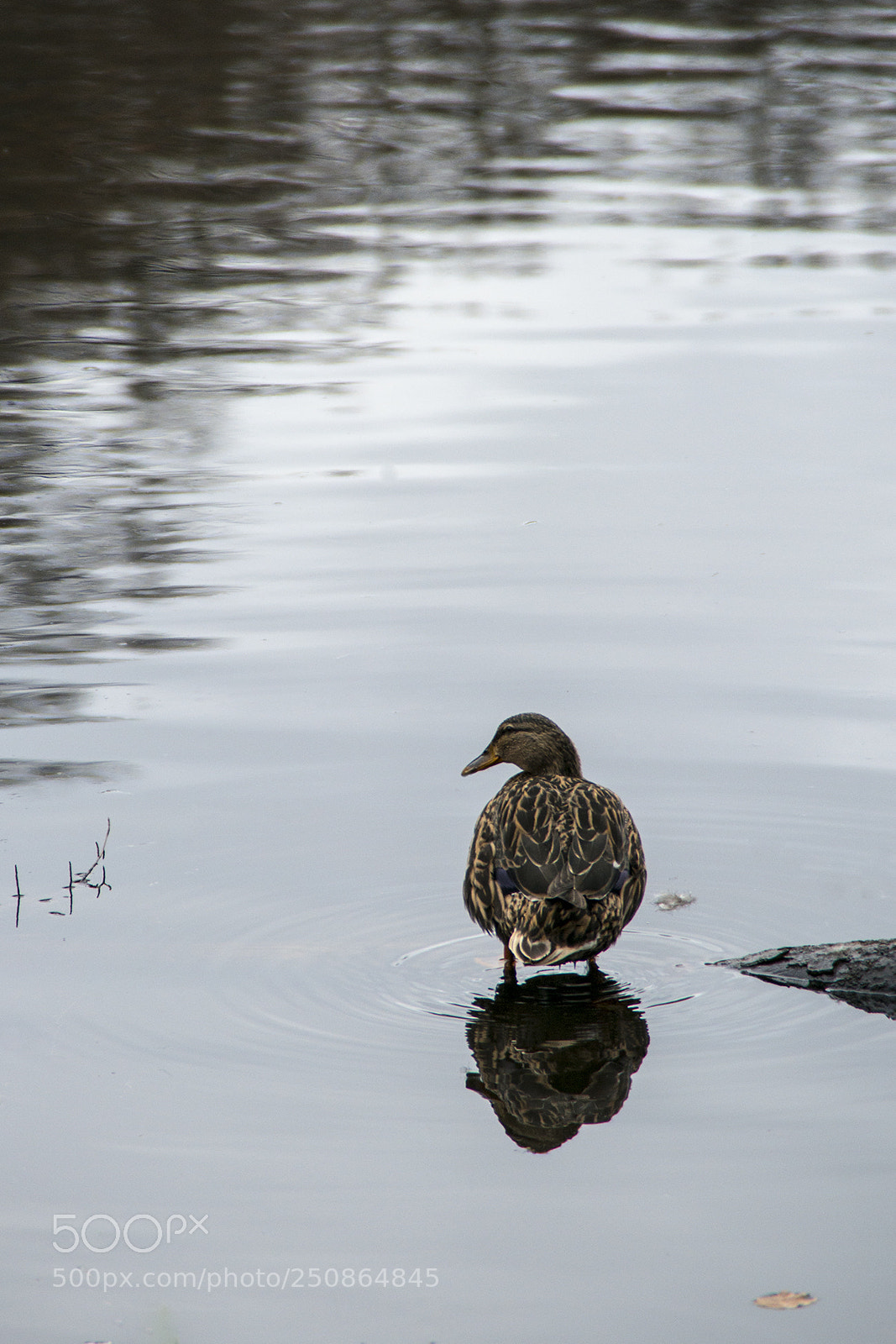 Nikon D800 sample photo. Alone photography