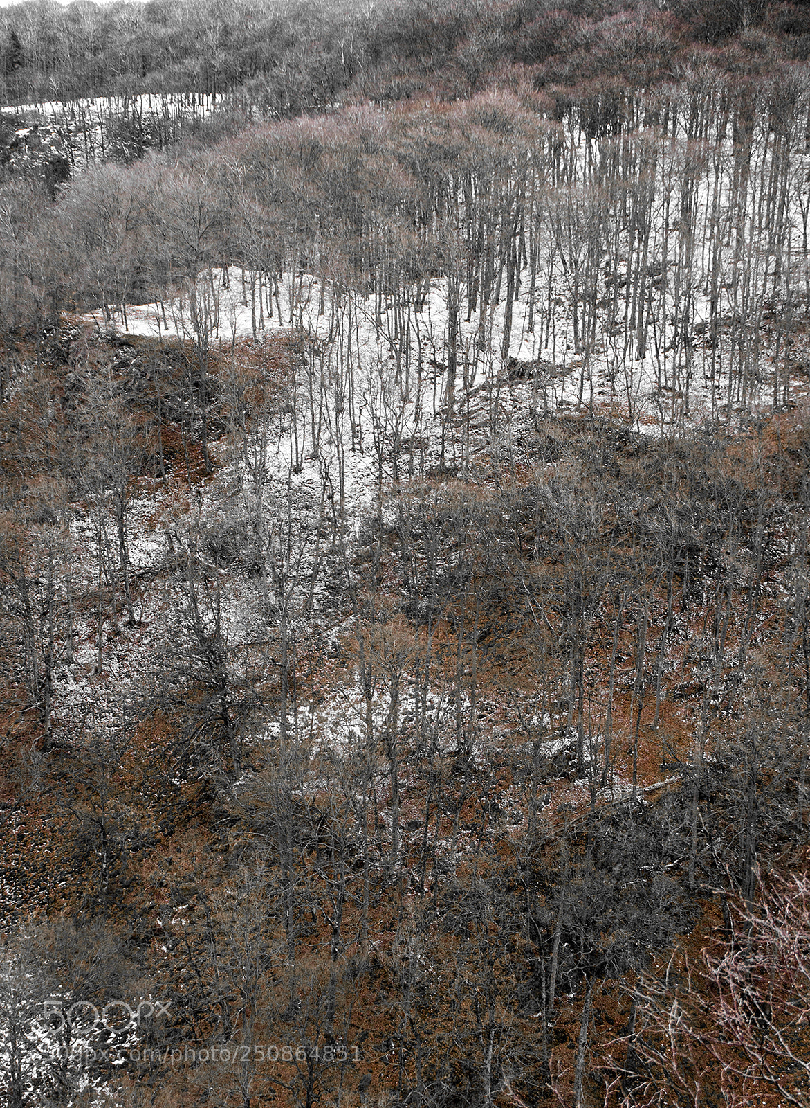 Nikon D800 sample photo. Forrest photography
