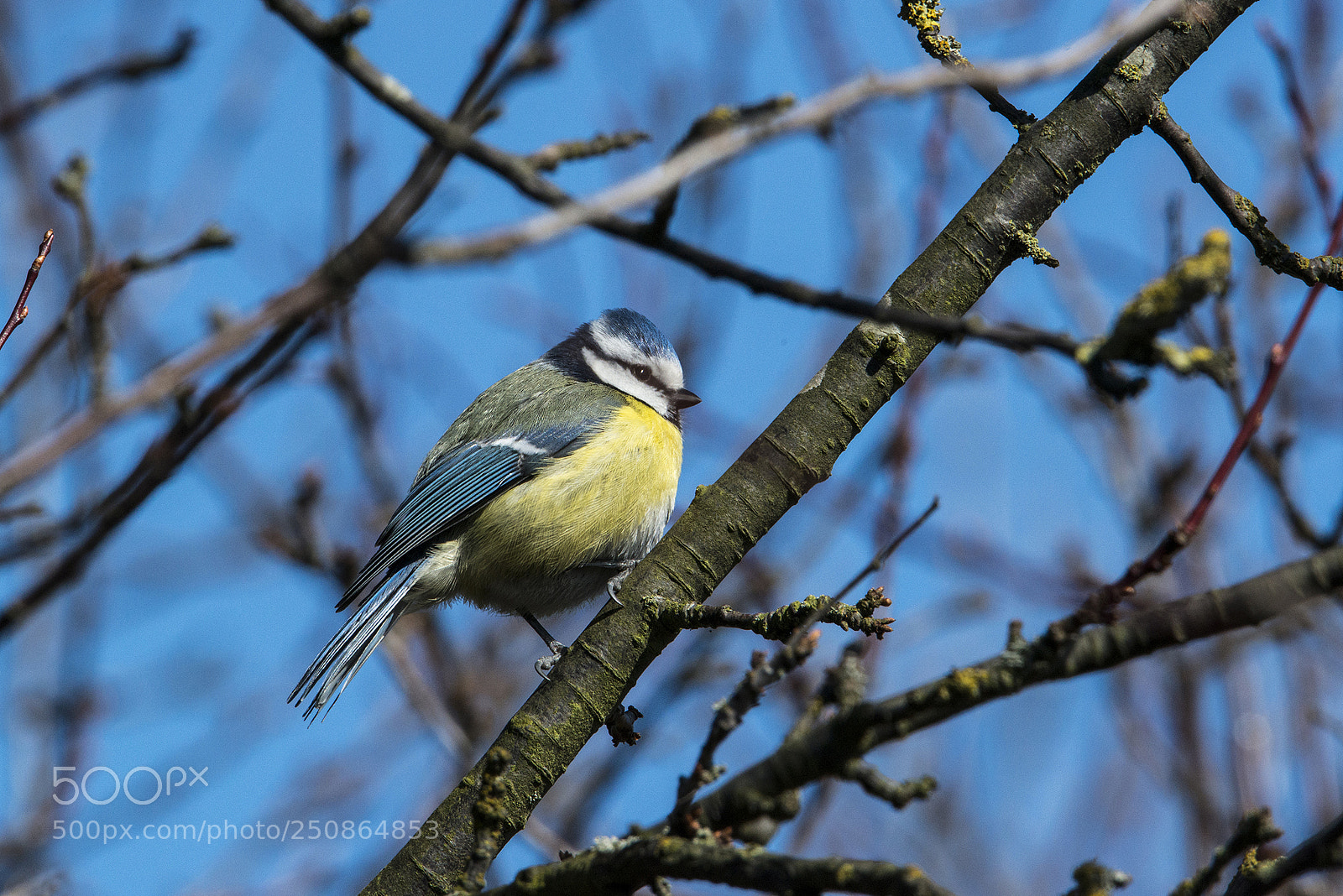 Nikon D800 sample photo. Blue tit photography