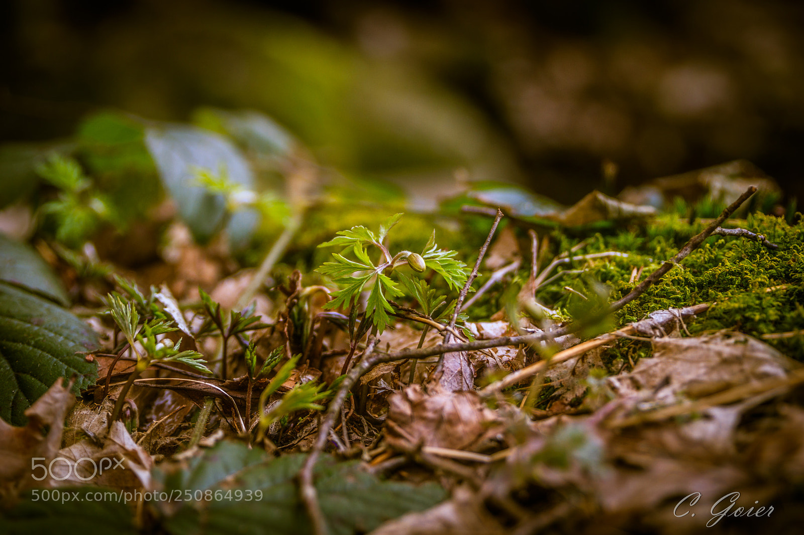 Canon EOS 77D (EOS 9000D / EOS 770D) sample photo. On the forest floor photography