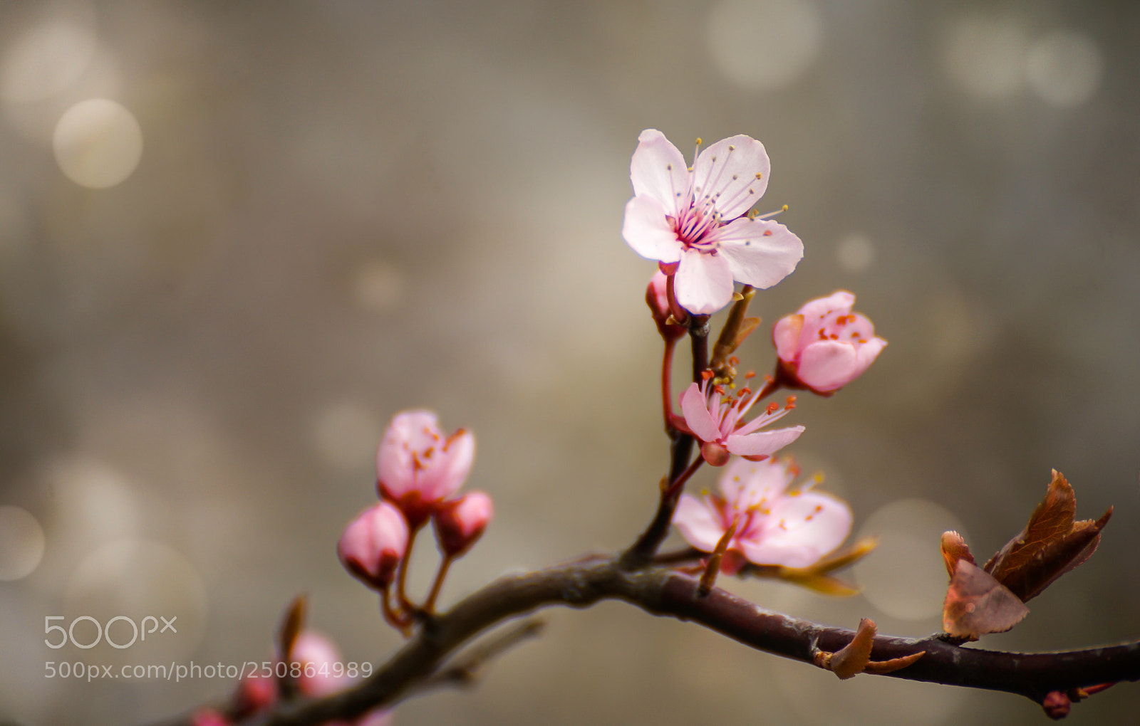 Sony a6000 sample photo. Pink blossom in the photography