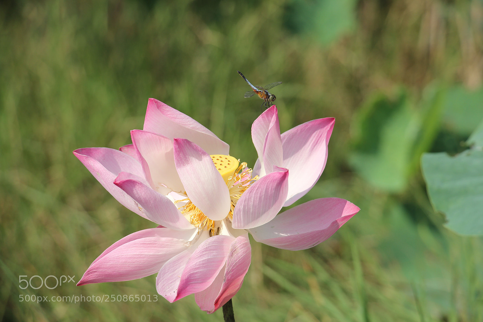 Canon EOS 60D sample photo. Lotus flower  photography