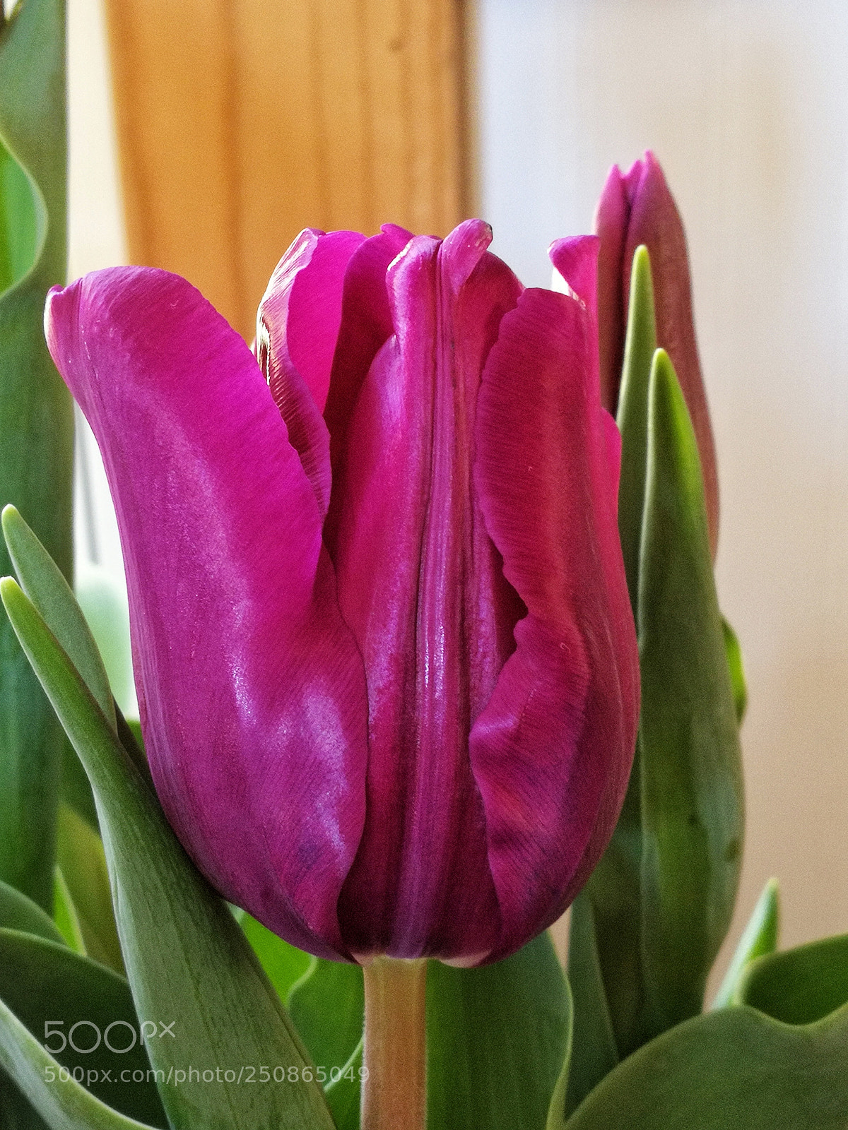 HUAWEI P10 sample photo. Tulips -- day 2. photography