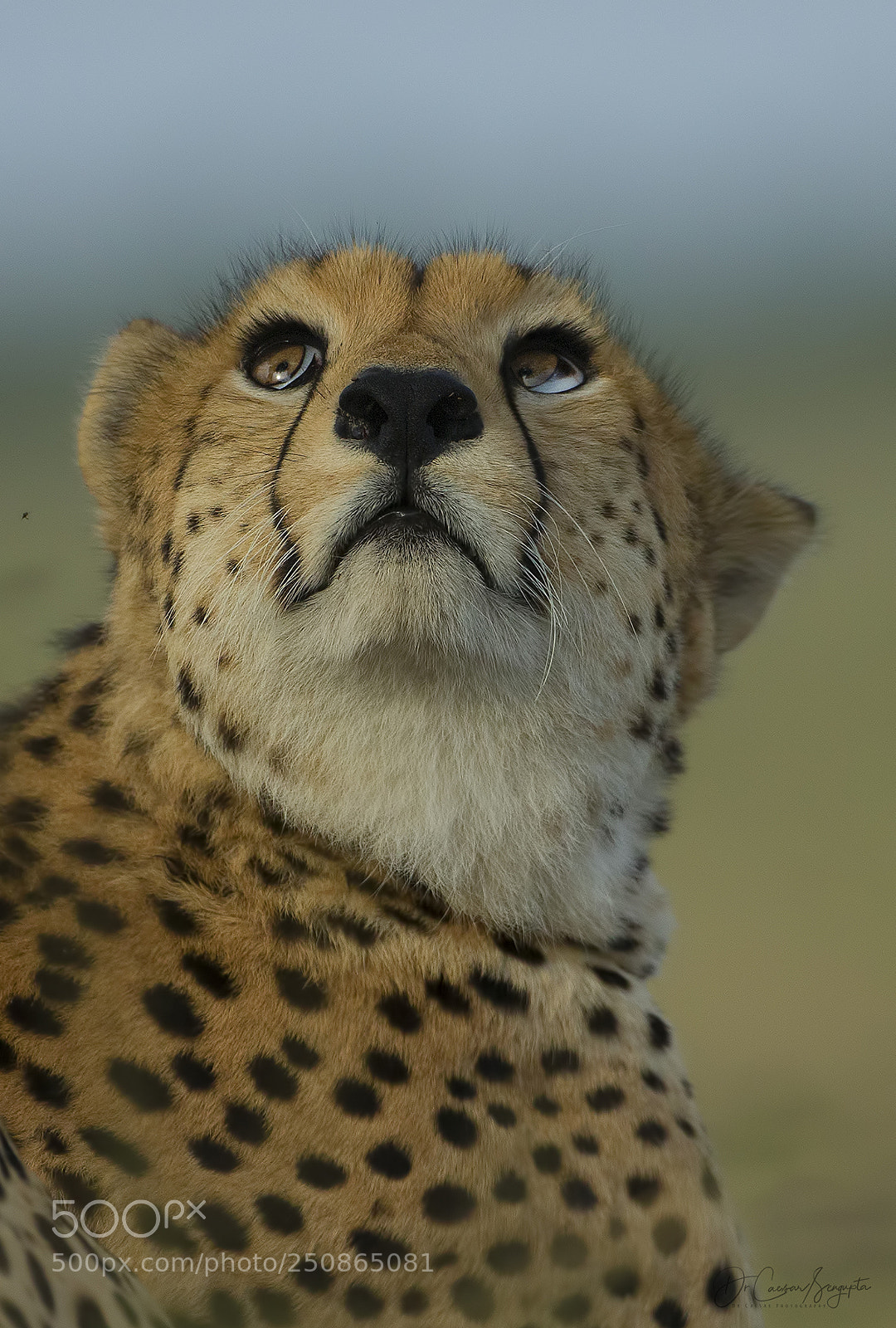 Canon EOS-1D X sample photo. Cheetah portrait photography