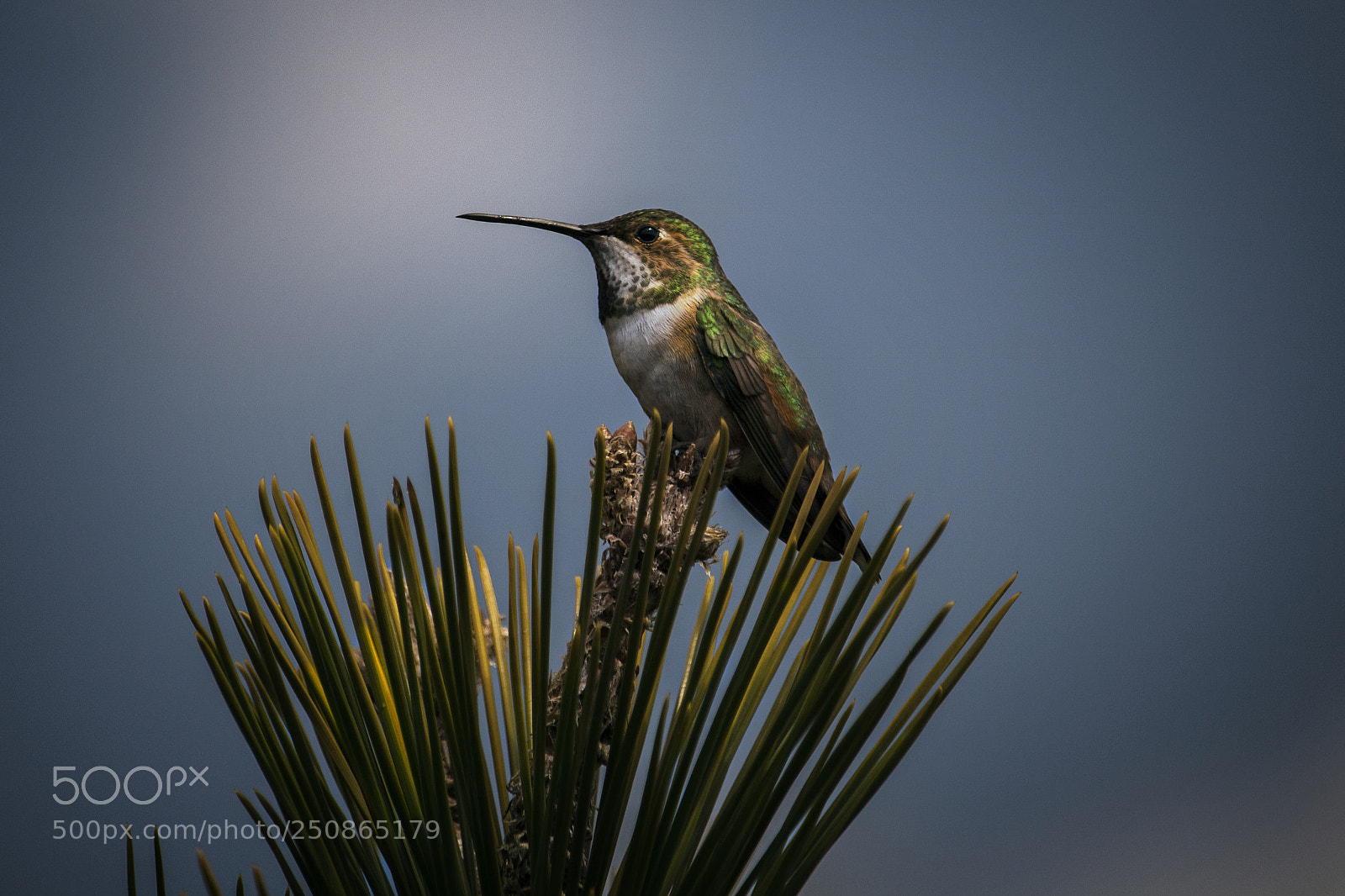 Canon EOS 750D (EOS Rebel T6i / EOS Kiss X8i) sample photo. Colorful hummingbird photography