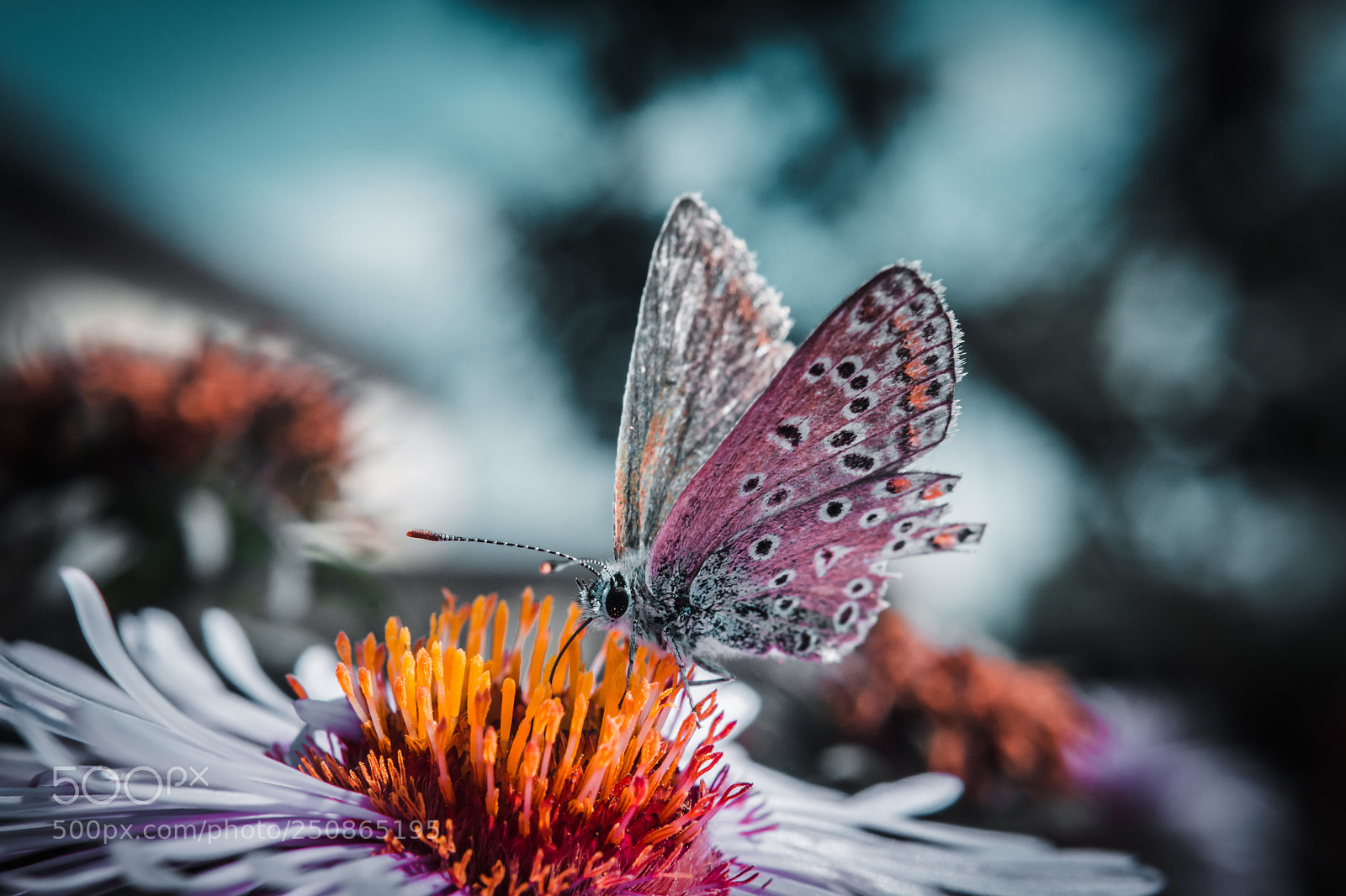 Nikon D7100 sample photo. Untitled photography