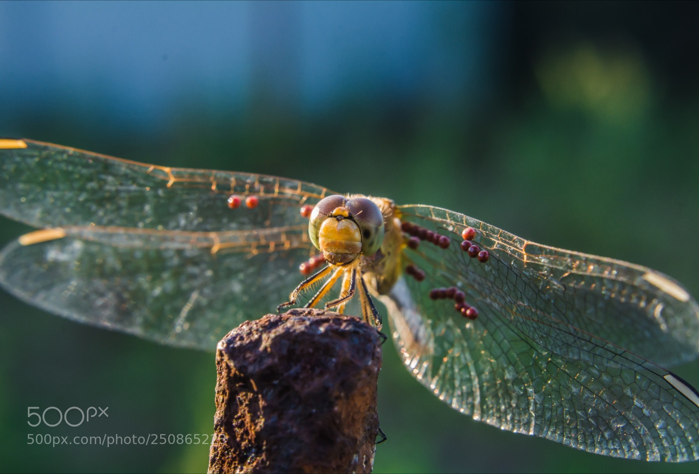 Nikon D7100 sample photo. Untitled photography
