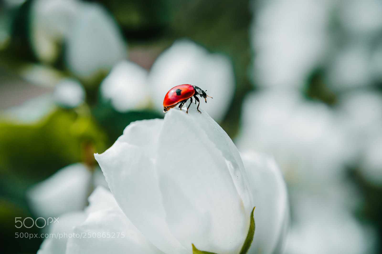 Nikon D7100 sample photo. Untitled photography