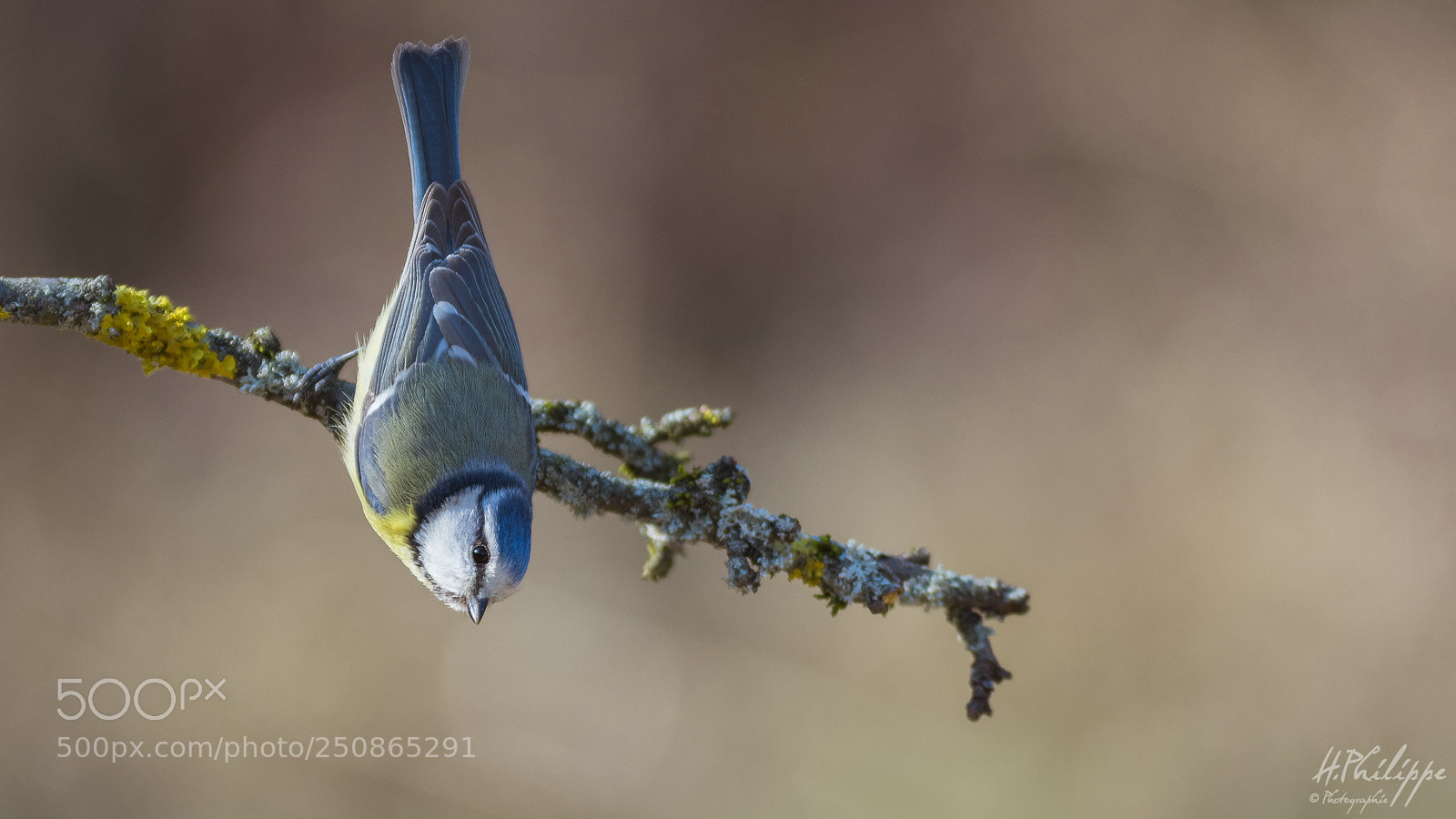 Nikon D500 sample photo. Crazy blue tit ^^ photography