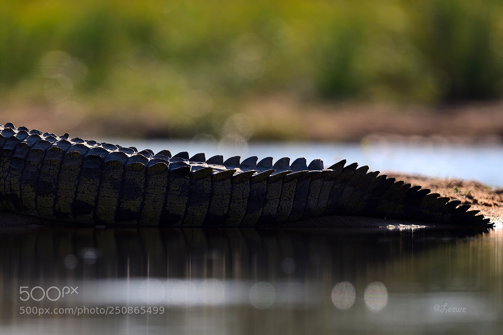 Nikon D5 sample photo. Tail photography