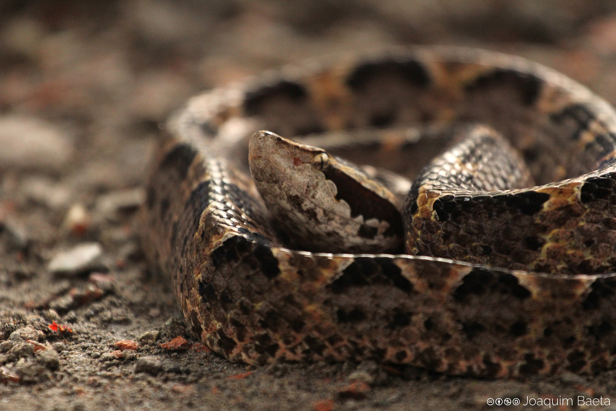 Canon EOS 60D + Canon EF 70-200mm F4L USM sample photo. Calloselasma rhodostoma photography