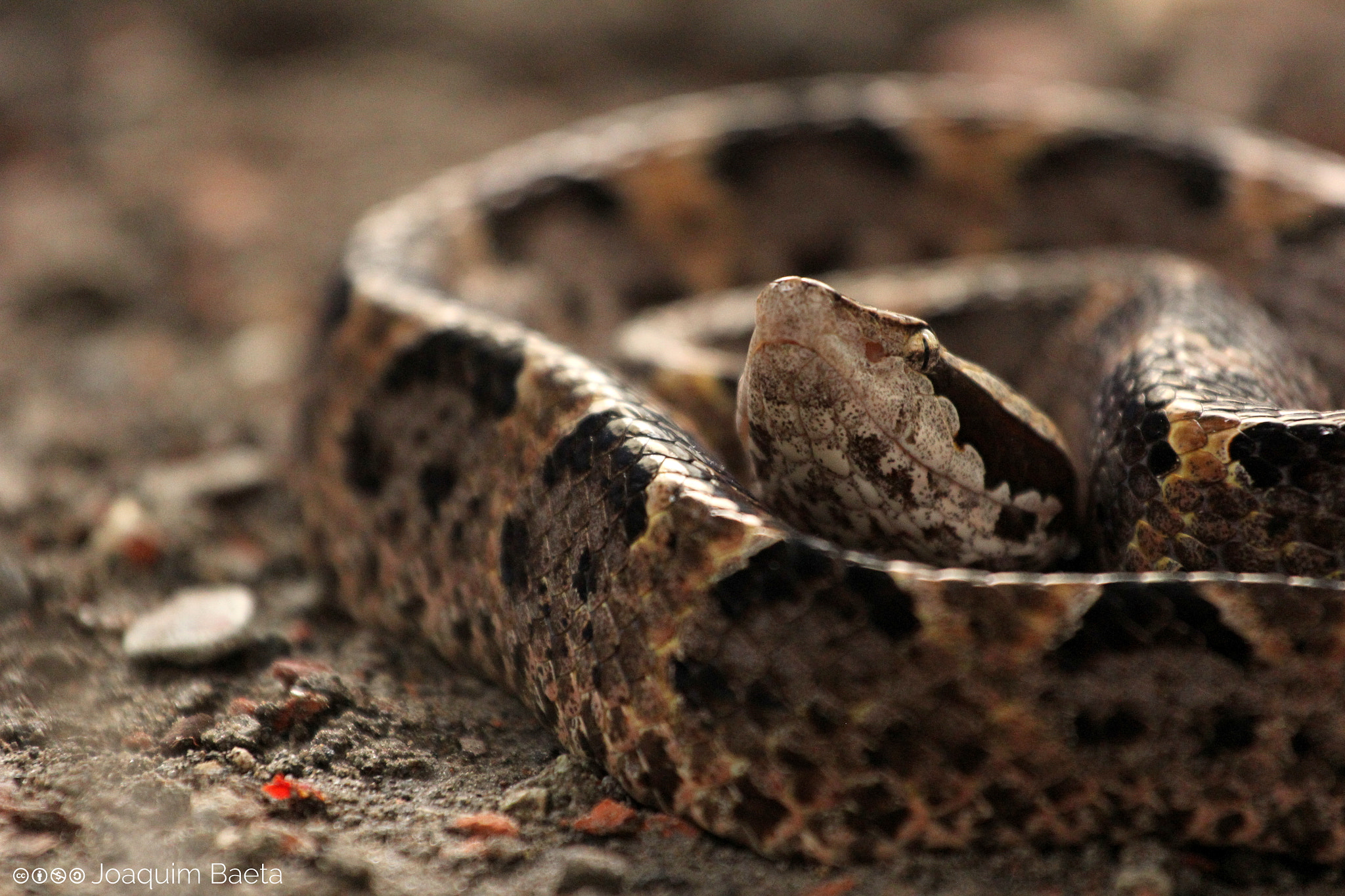 Canon EOS 60D + Canon EF 70-200mm F4L USM sample photo. Calloselasma rhodostoma photography