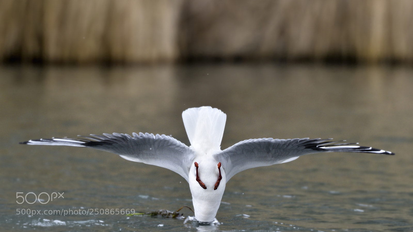 Nikon AF-S Nikkor 200-500mm F5.6E ED VR sample photo. Seagull photography