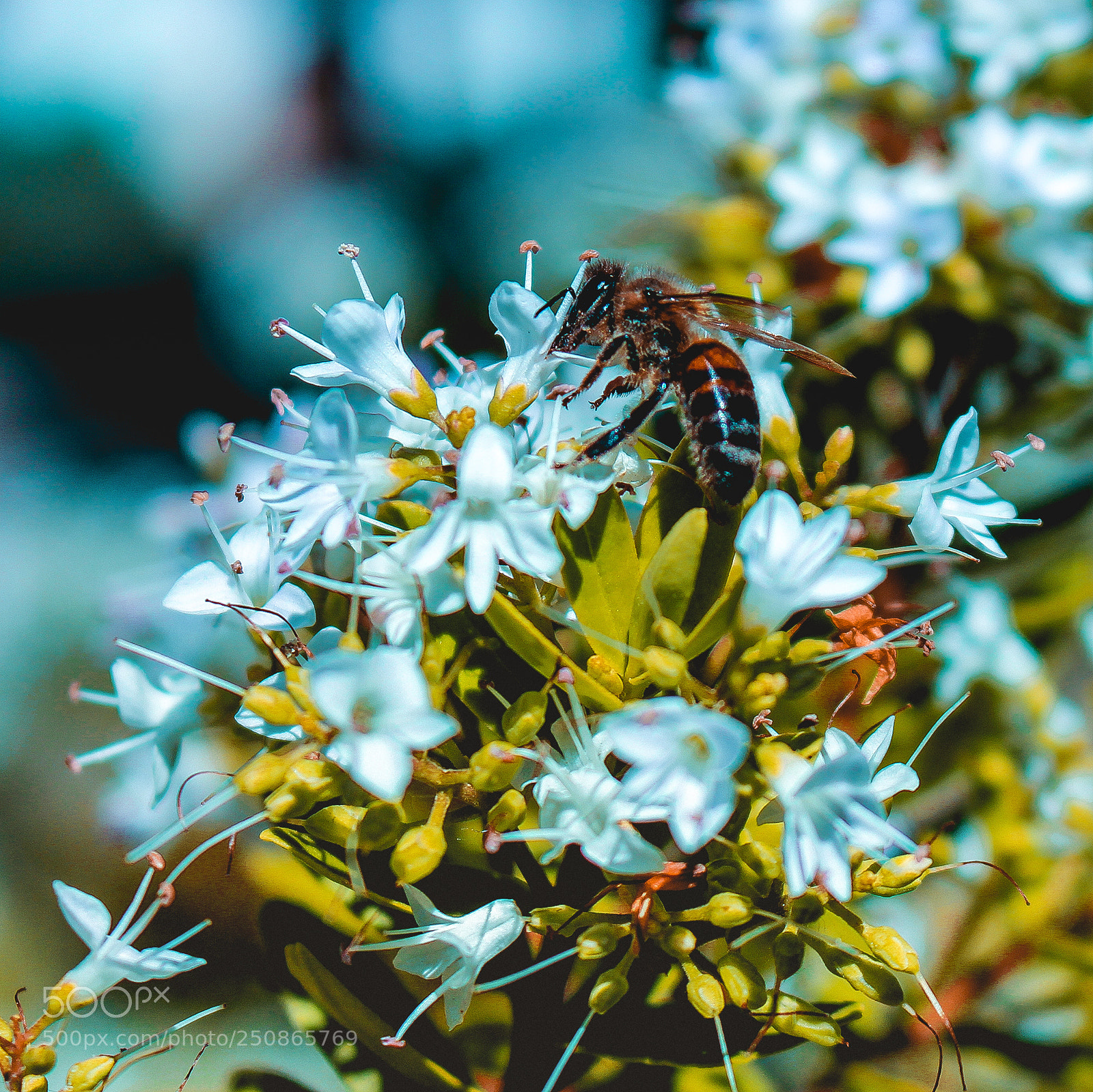 Canon EOS 700D (EOS Rebel T5i / EOS Kiss X7i) sample photo. Bee photography