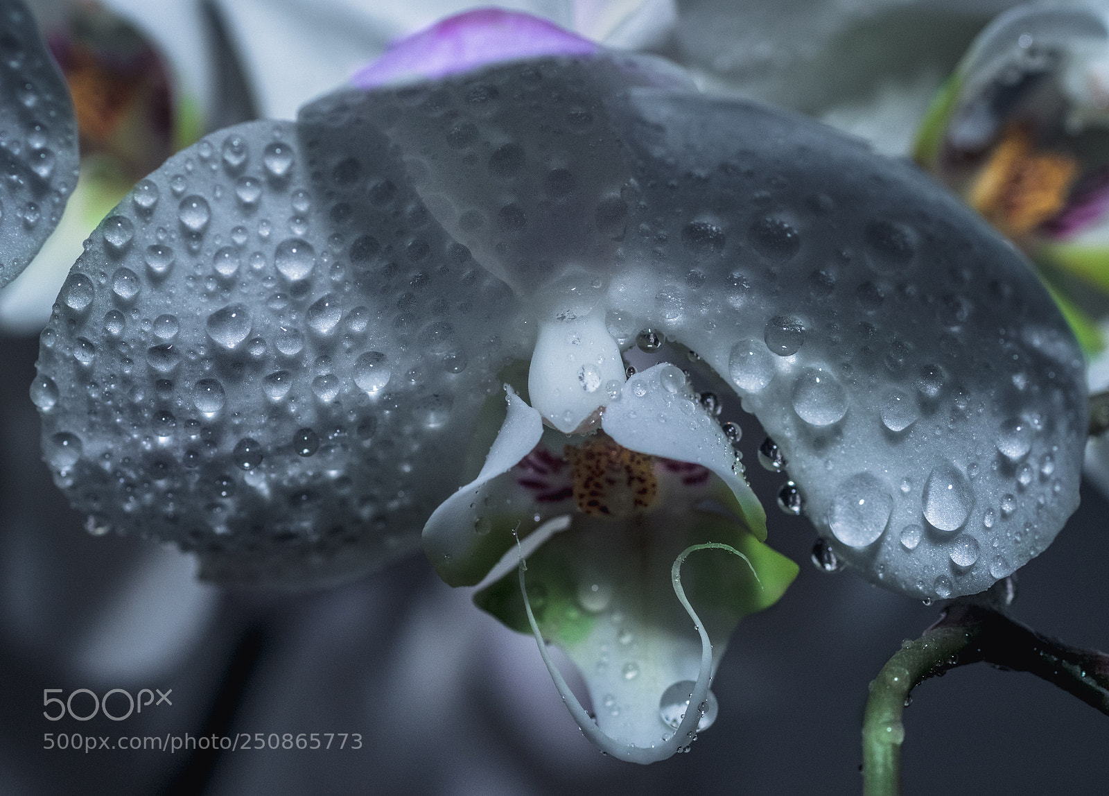 Sony SLT-A99V sample photo. Orchide photography