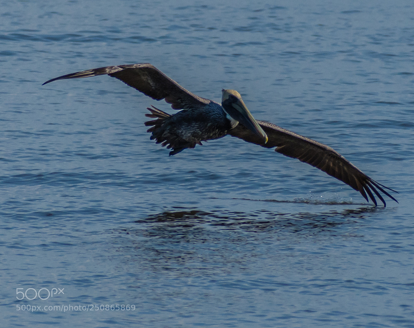 Nikon D7200 sample photo. Brown pelican photography