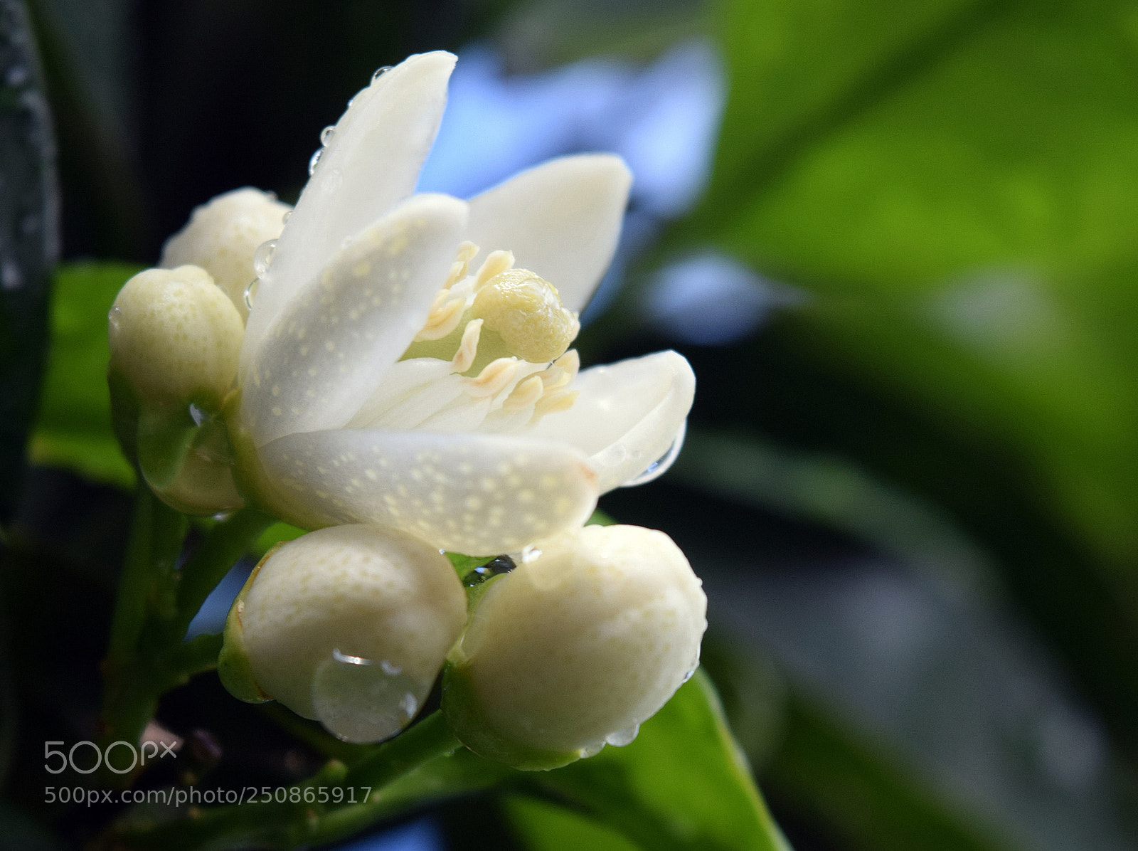 Nikon D3300 sample photo. Orange flowers after the photography