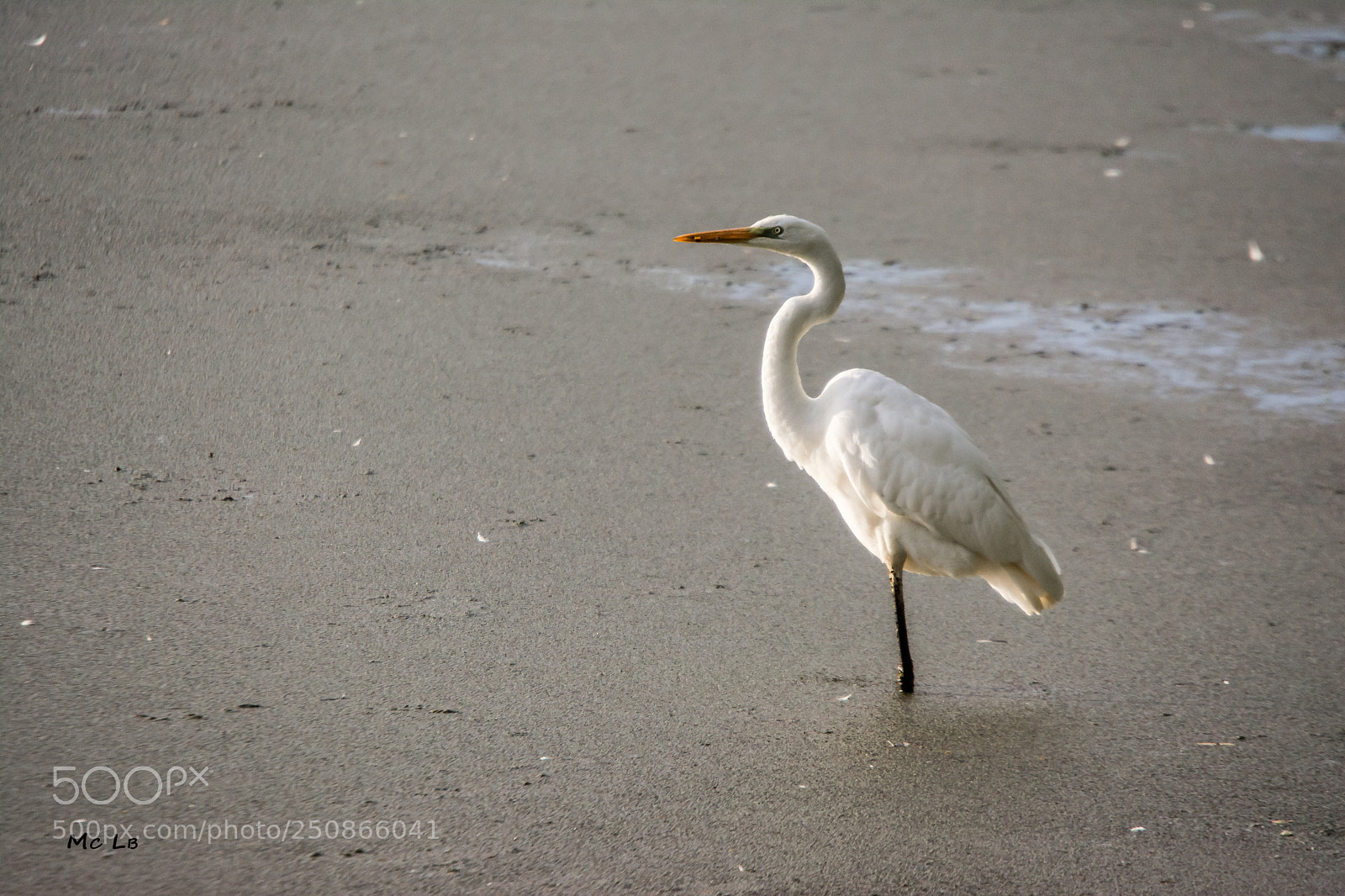 Nikon D7100 sample photo. Grande aigrette blanche ardea photography