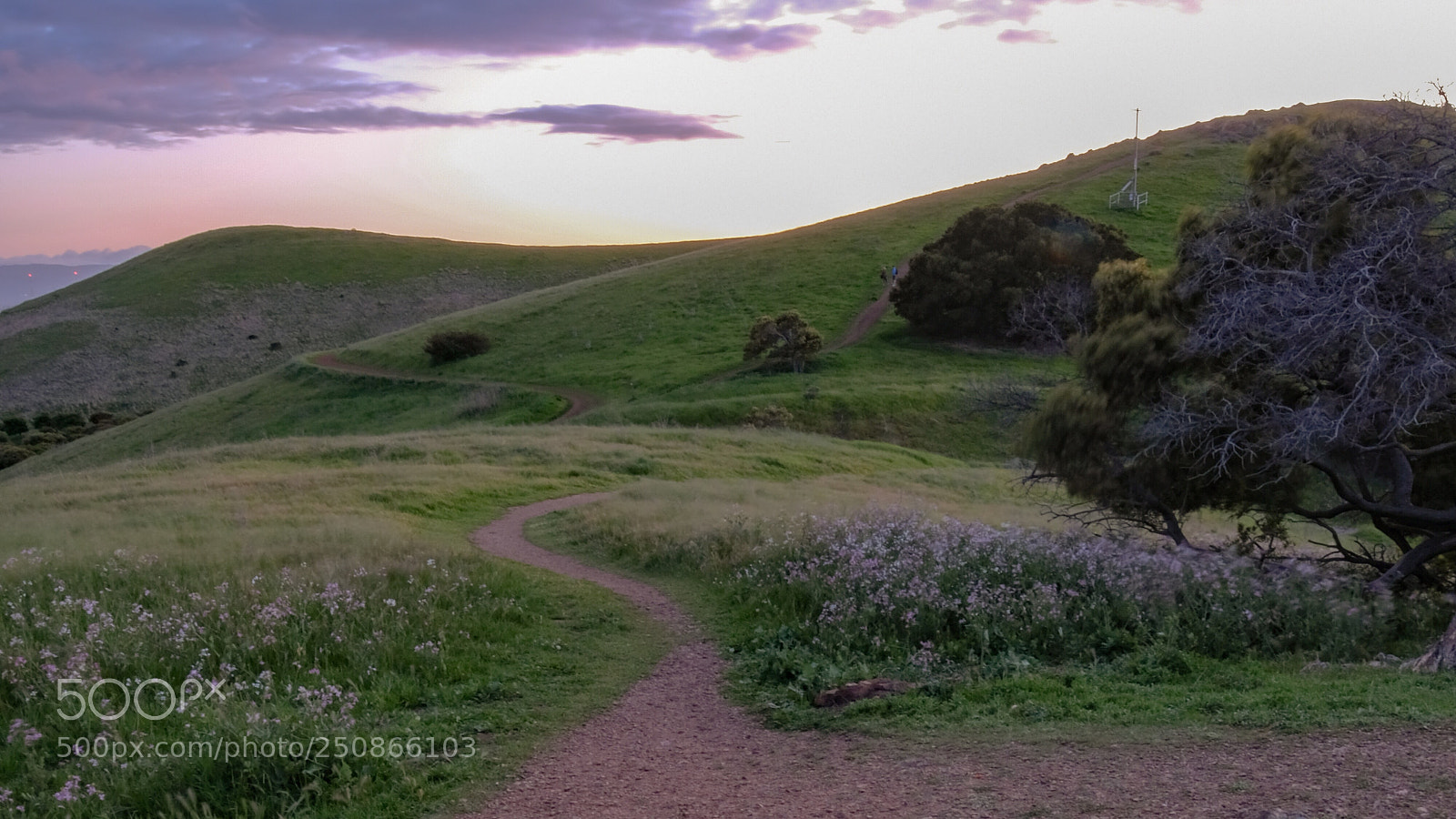 Fujifilm X-T20 sample photo. Fields of gold photography