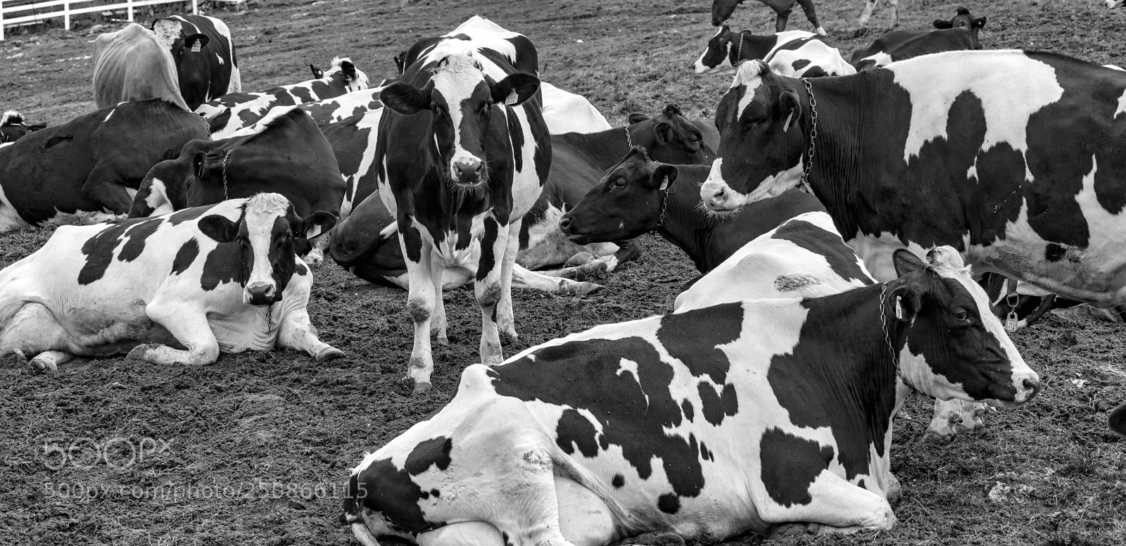 Sony a9 sample photo. Cows at rest photography