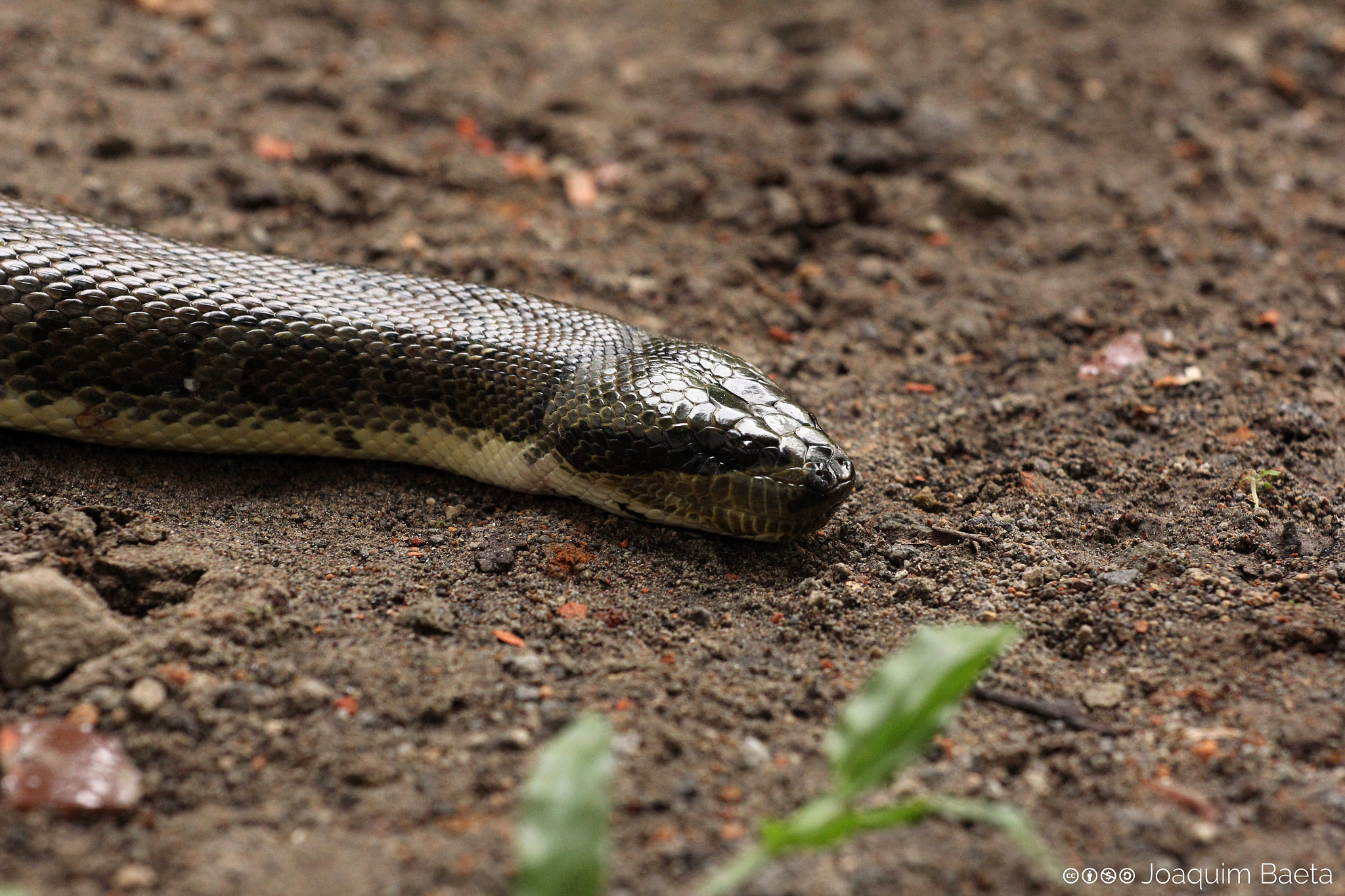 Canon EOS 60D + Canon EF 70-200mm F4L USM sample photo. Homalopsis buccata photography