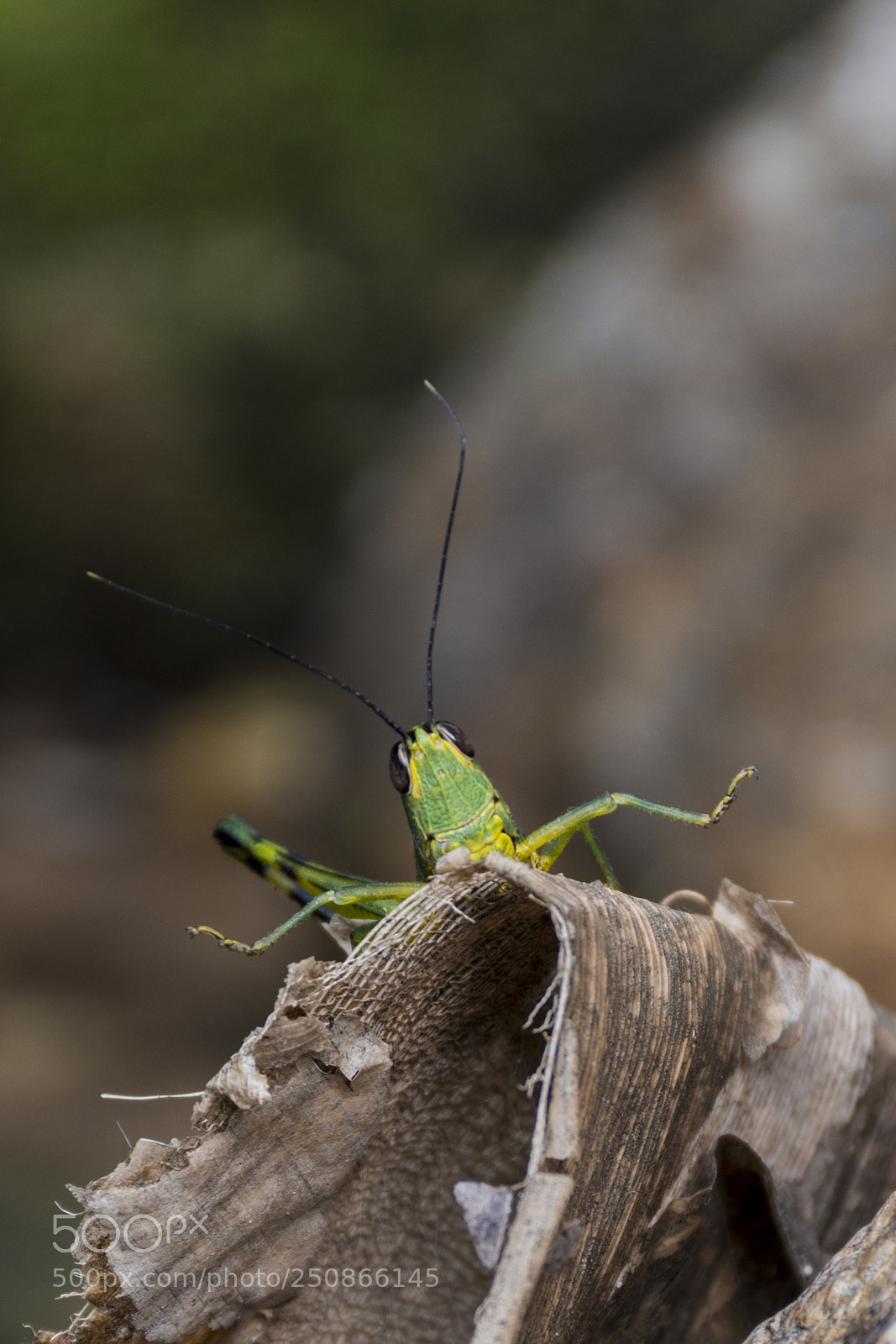 Nikon D7200 sample photo. Hello! world photography